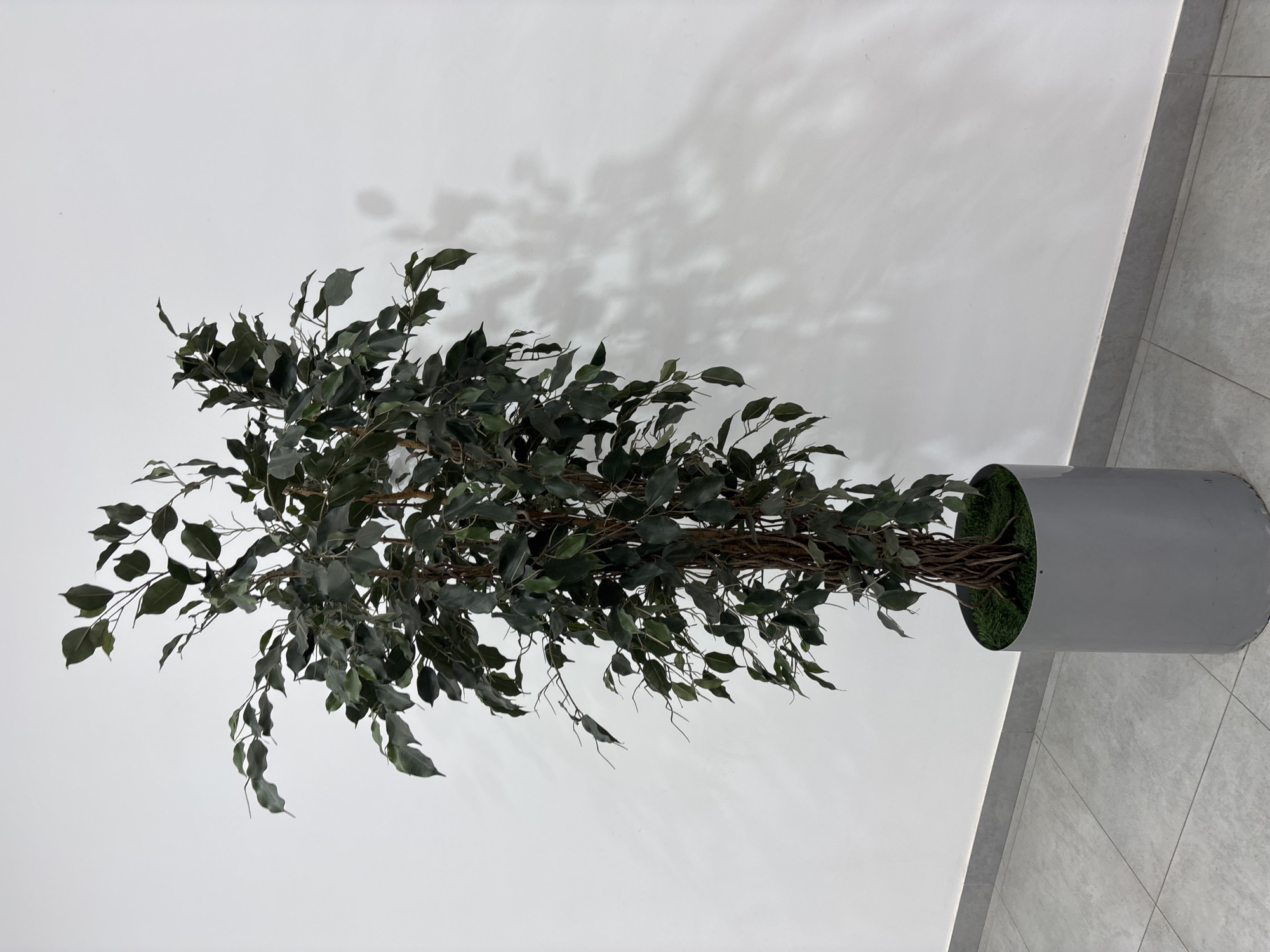A tall, artificial ficus tree with dark green leaves stands in a cylindrical grey planter. The planter is placed on a tiled floor next to a white wall. The wall is casting a shadow of the tree onto it, creating a dappled effect. The scene appears to be indoors, possibly in an office or public space. There are no people visible in the image. The location is in the city of Naberezhnye Chelny, Russia.