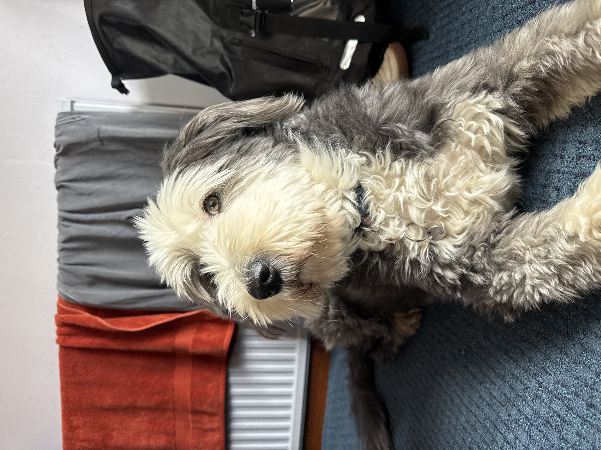 A dog is lying on a blue textured surface. The dog has a gray and white coat and a black nose. There is a black bag and a gray cloth on a white slatted surface in the upper left corner of the frame. An orange towel is partially visible along the lower left side of the frame. The location appears to be indoors.