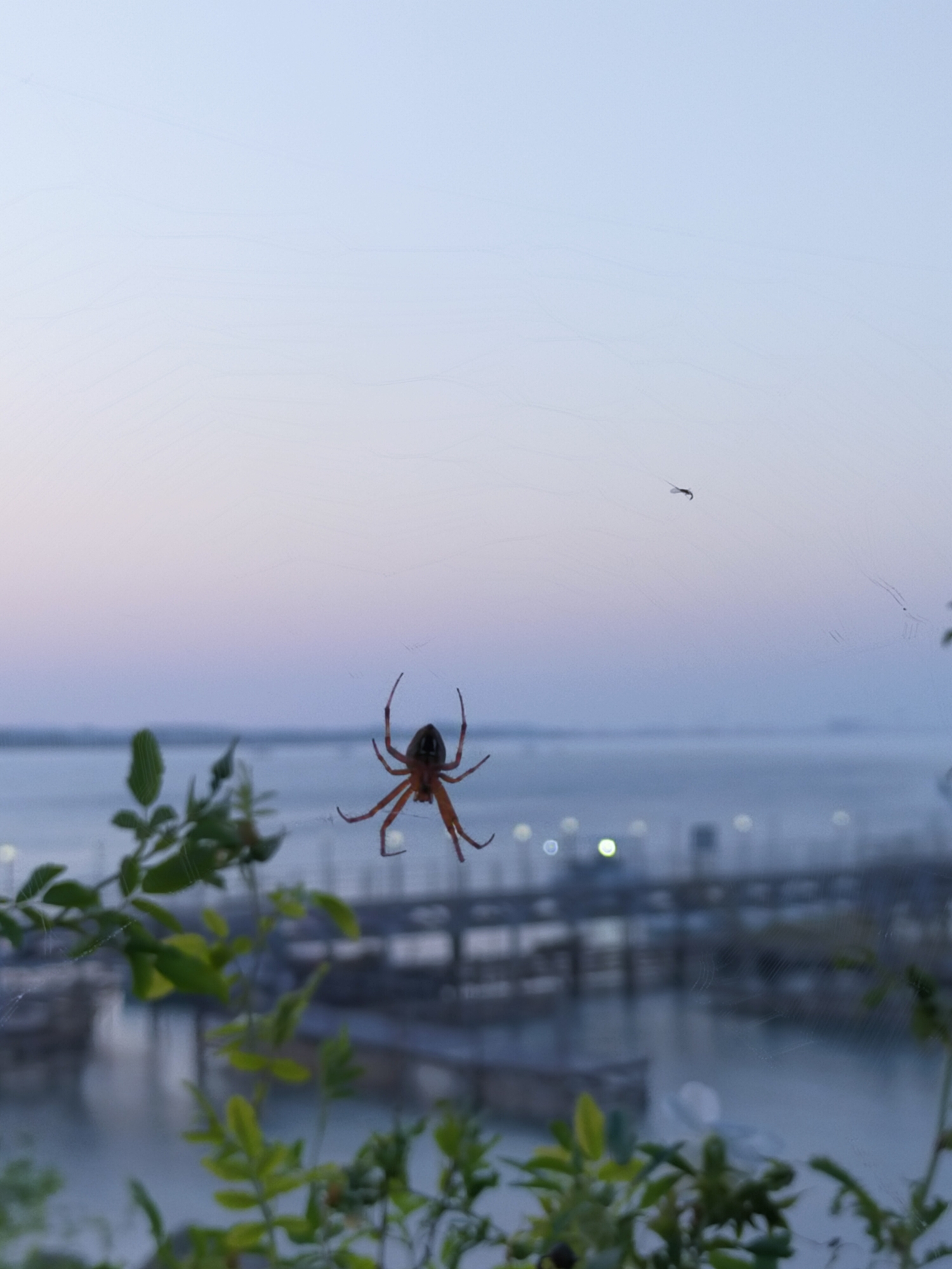 A spider is silhouetted against a pale pink and blue sky, hanging from its web. In the background, out of focus, is a body of water with a bridge or pier structure. There is also a faint reflection of lights on the water. In the foreground, out of focus, are green leaves. The location in the city of Aktau, Kazakhstan cannot be determined from the image.