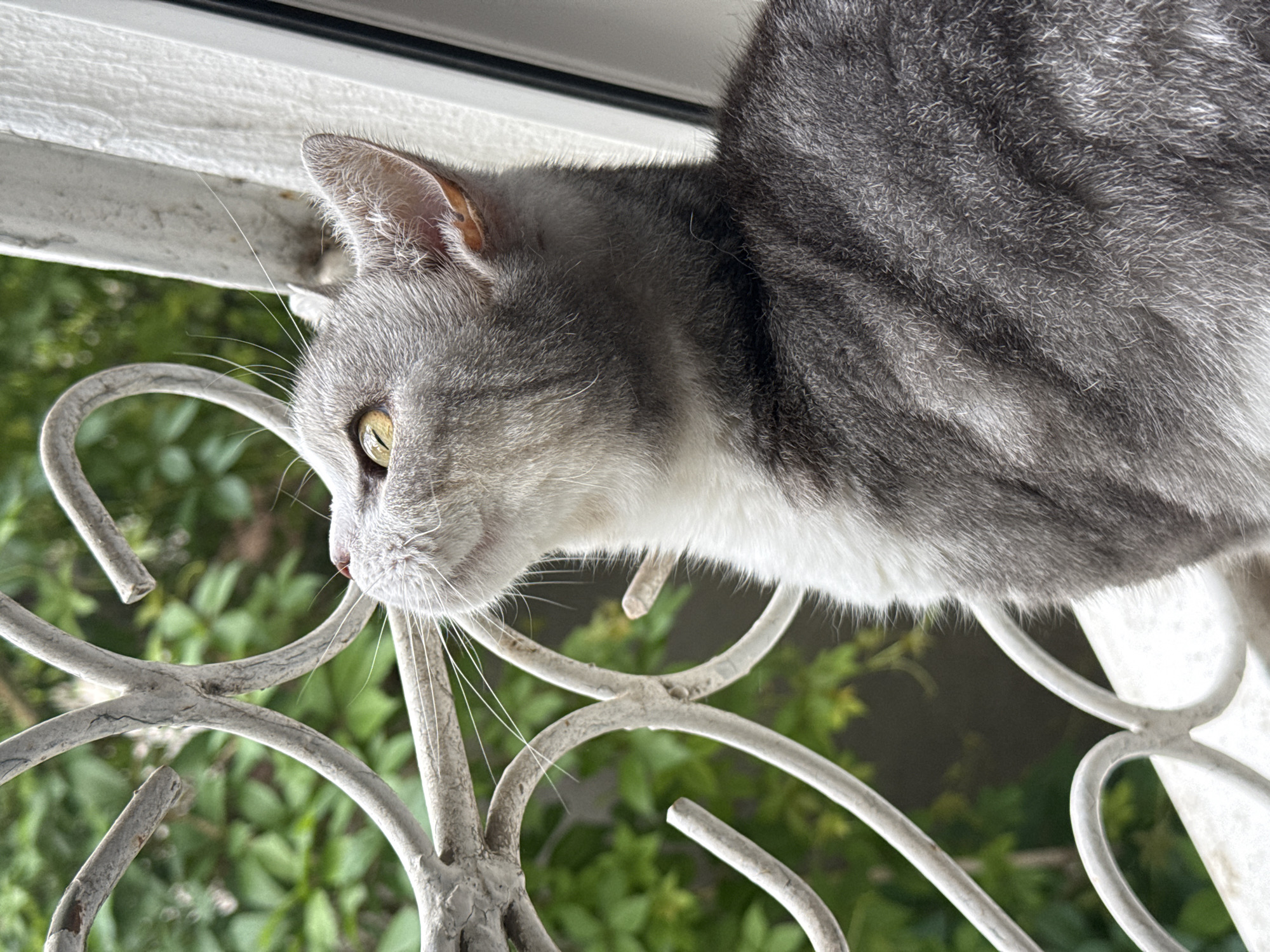 A gray cat with white markings looks up through a white decorative window grate from a windowsill. Green foliage is visible outside the window. The scene is an indoor environment, suggesting a residential setting.
