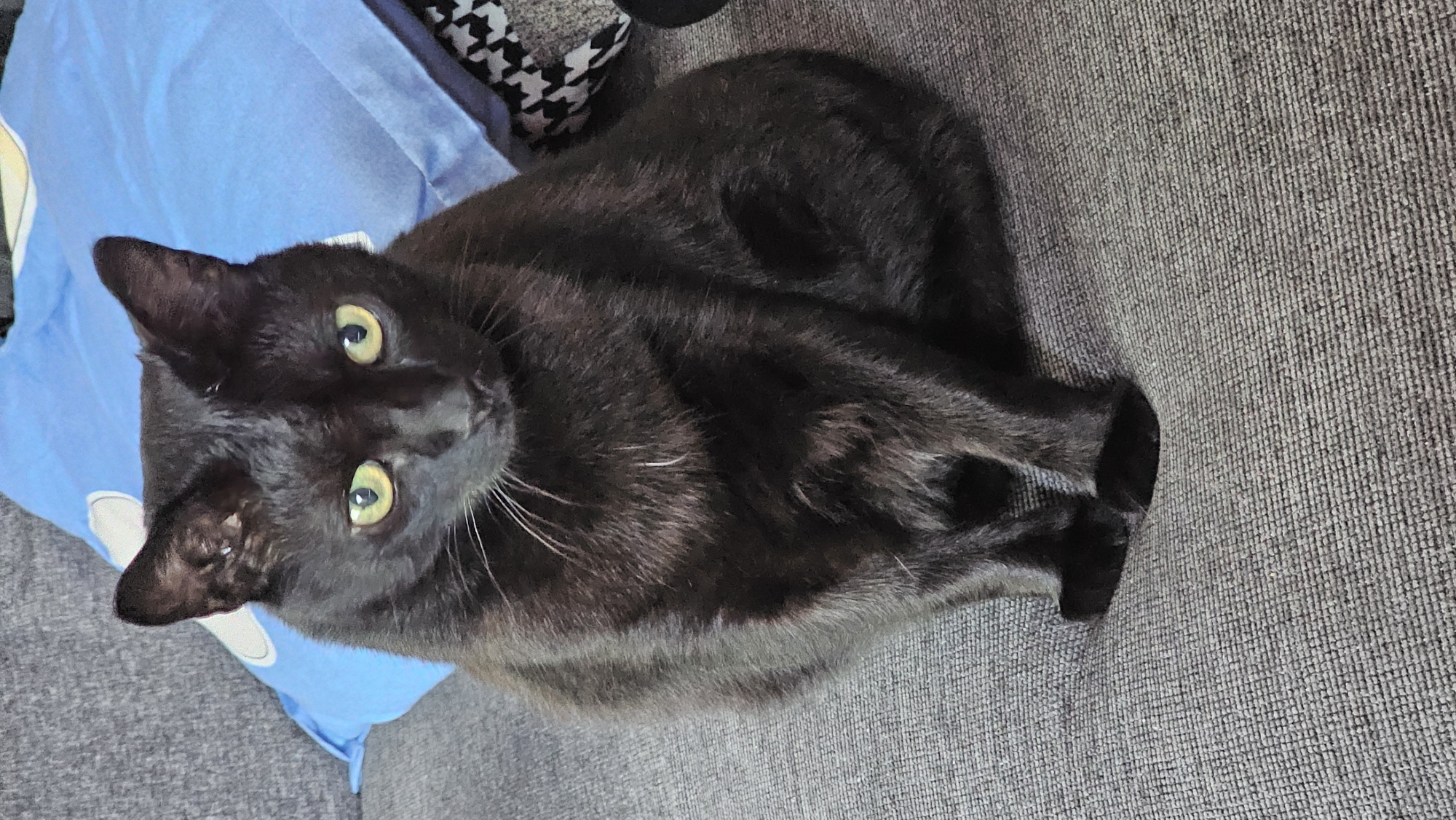A black cat with yellow eyes is lying on a gray textured surface, possibly a couch or bed. The cat is positioned diagonally in the frame, with its head turned towards the camera. A blue pillow is visible in the upper left corner of the image, near the cat's head. A patterned black and white material is also partially visible in the background, near the top of the image. The location appears to be indoors.