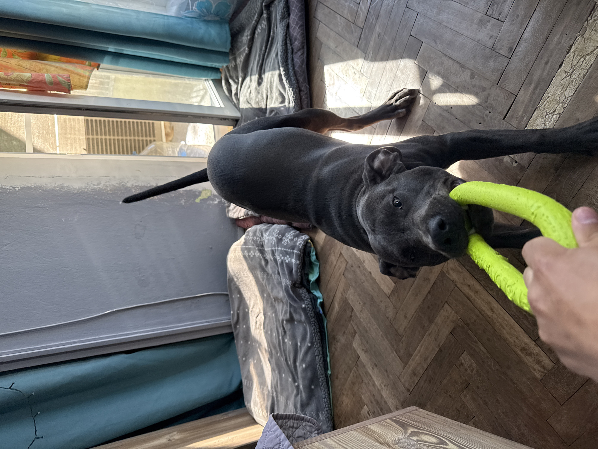 A medium, indoor, angled shot depicts a gray dog, possibly a pit bull mix, pulling on a green, textured toy held by a person's hand. The dog is mostly gray with a slightly lighter underbelly. It is lying on a wooden floor with a herringbone pattern. Adjacent to the dog are various blankets and pillows in shades of blue, gray, and green. A window with a radiator is visible in the background. The location is likely indoors and potentially in Varna, Bulgaria.