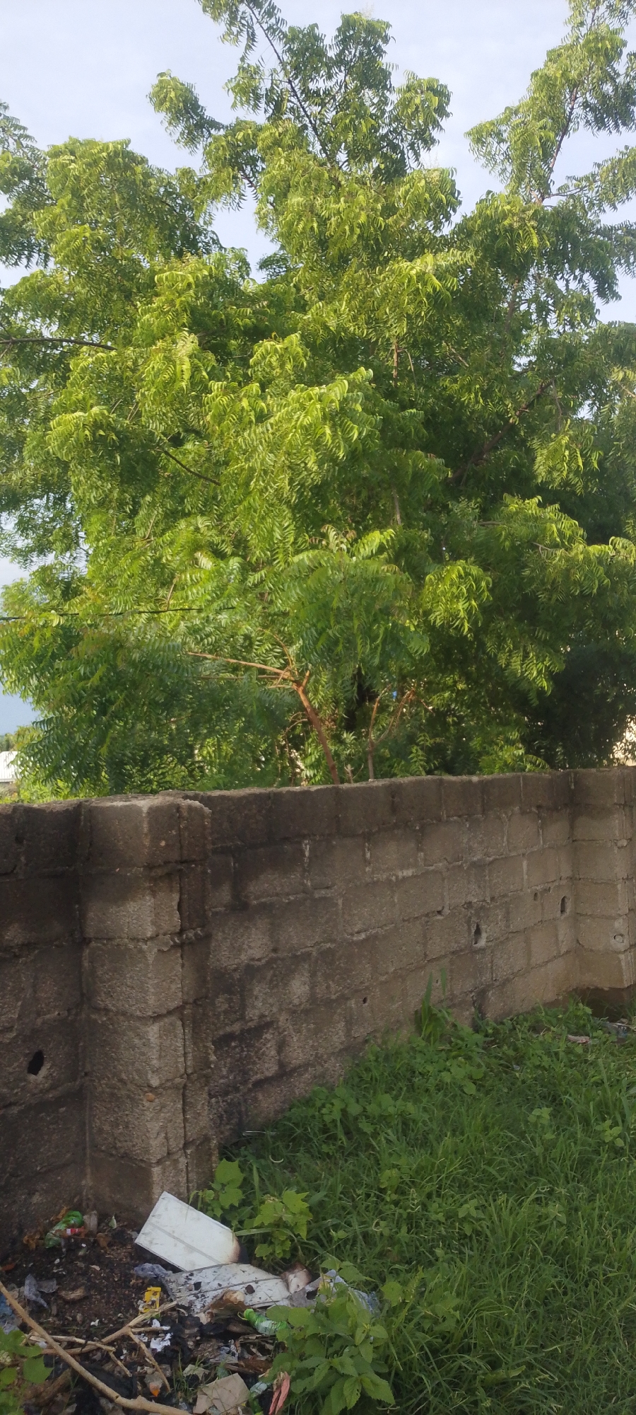 The image depicts an outdoor scene in Jalingo, Nigeria, likely during the daytime given the bright natural lighting. The primary subjects are a large, lush green tree and a brick wall. The tree dominates the upper portion of the frame, its dense foliage a vibrant green against a pale, possibly cloudy sky. The branches of the tree are visible, some extending over the wall.
The brick wall runs horizontally across the lower half of the image, appearing to be constructed from concrete blocks. It shows signs of wear, with some imperfections and holes visible. The wall creates a visual divide between the natural elements above and the ground below.
In the foreground, to the left of the wall, is an area with accumulated trash and debris. This includes plastic bottles, crumpled paper, and other miscellaneous items, partially covered by some dry branches. Adjacent to the trash, and to the right of the wall, is a patch of green grass and vegetation, some of which appears overgrown. The presence of both lush trees and unkempt ground suggests an area that may be transitioning or experiencing a lack of extensive maintenance.
No people are visible in the image, and no specific activity or event is clearly depicted. The overall impression is of a static, natural and semi-urban environment. There is no visible text within the image.