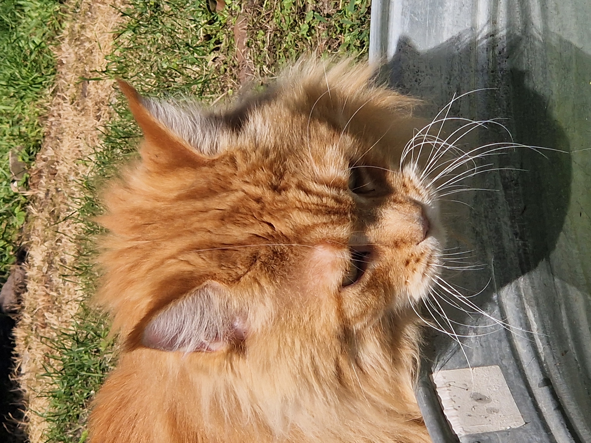 The image shows a close-up of an orange tabby cat with long fur, looking down into a grey metal container. The cat's head and upper body are visible, with its long white whiskers fanned out. The cat's fur is a mix of orange and lighter tones, and its ears are pointed. The background consists of dry grass and some green vegetation, suggesting an outdoor setting. The metal container appears to be weathered and has some dirt or marks on its surface. There are no people or any specific landmarks visible in the image. The lighting indicates it is daytime, with shadows cast by the cat.