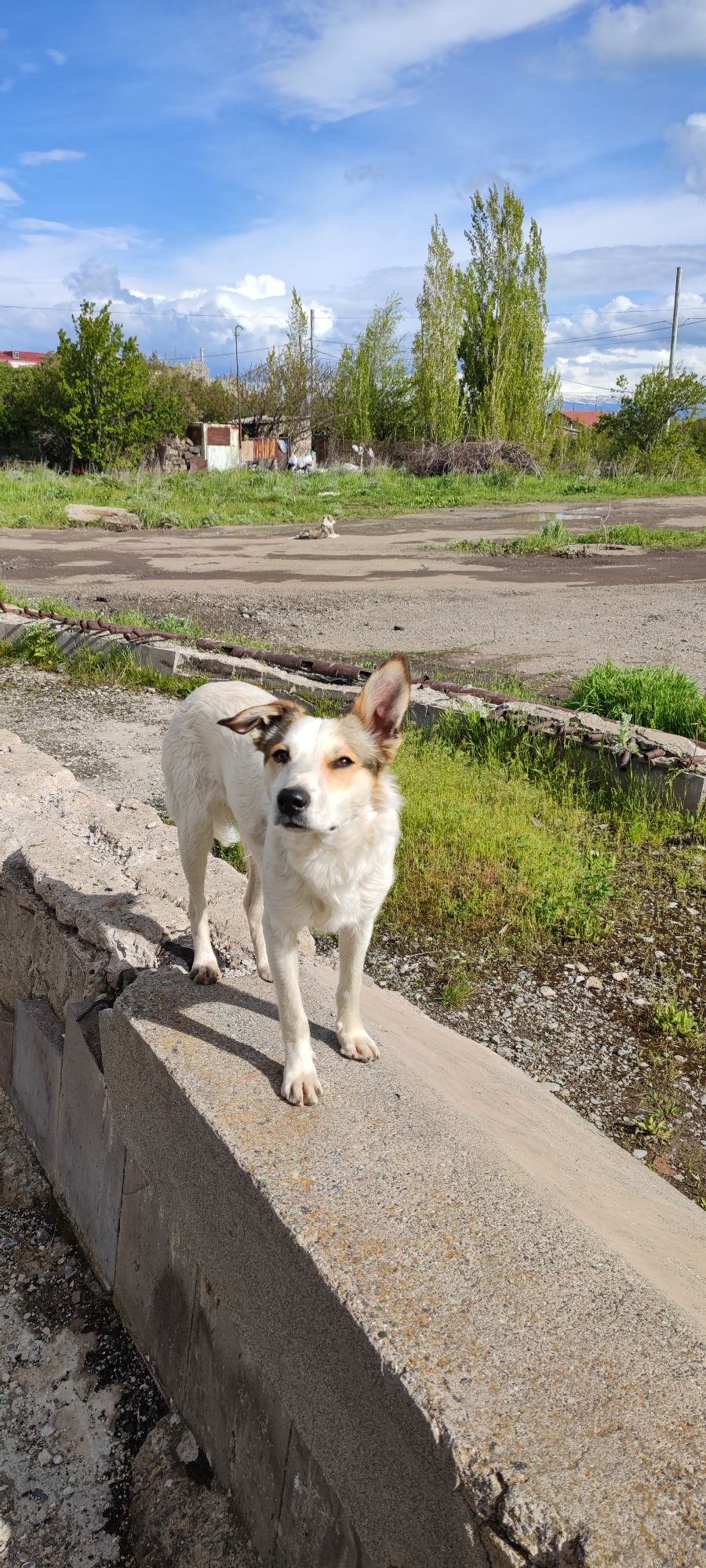 A medium-sized white dog with brown markings on its head and ears stands on a concrete curb in an outdoor setting. The dog faces the viewer with a curious expression. In the background, a dirt road leads towards a residential area with scattered buildings and greenery. The sky is blue with some scattered clouds. The location appears to be on the outskirts of Gyumri, Armenia, characterized by a somewhat rough, unkempt environment typical of less affluent areas. Another dog is lying in the background on the dirt road.