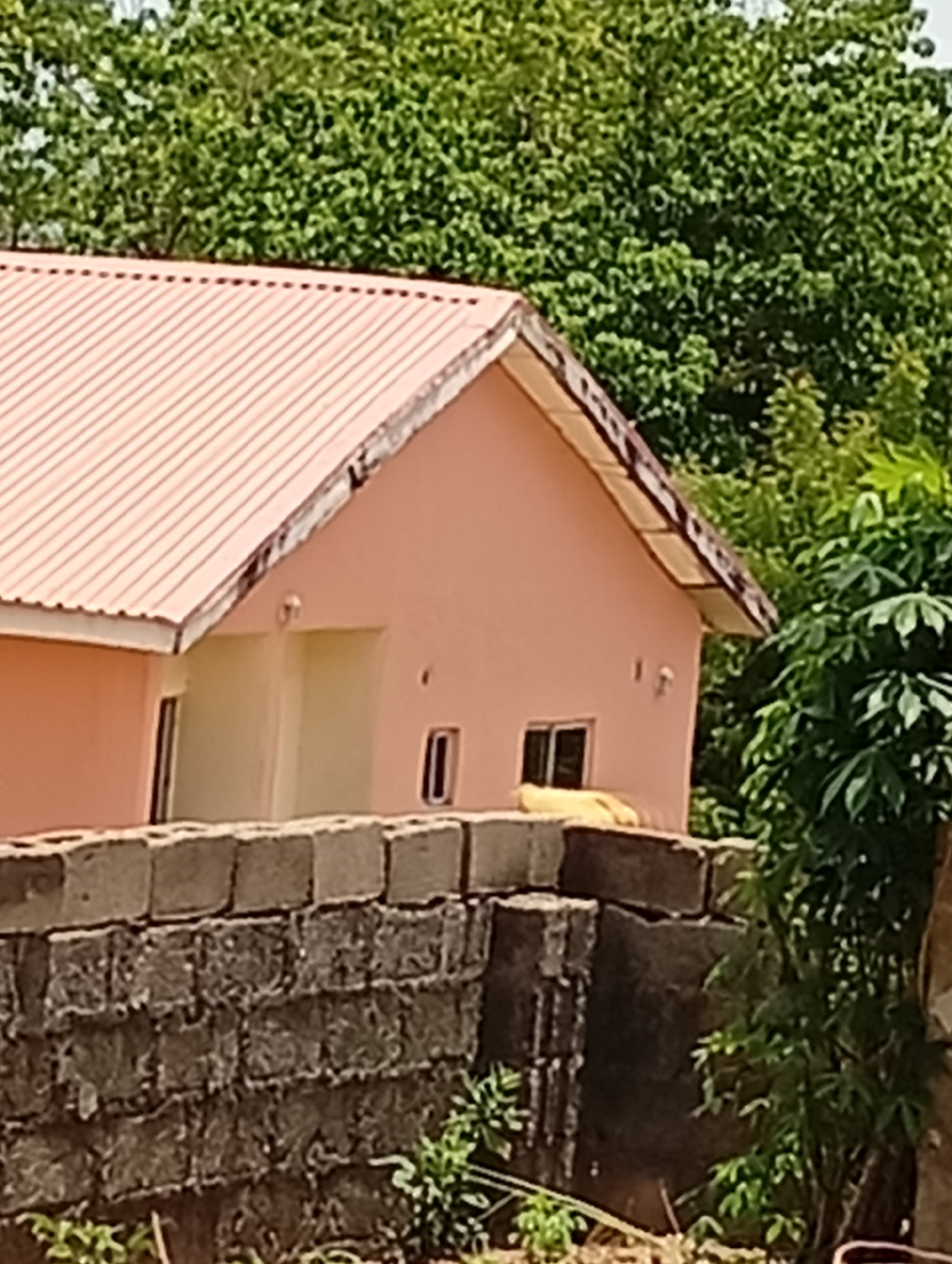 The image captures an outdoor daytime scene featuring a single-story house with pink-painted walls and a light-colored, possibly corrugated metal, gabled roof. The house is partially visible above a multi-layered grey concrete block wall that runs across the lower portion of the frame.
Behind and to the right of the house, dense green foliage and trees create a natural backdrop. The main entrance of the house, positioned centrally, consists of light-colored doors or a door frame. To the left of this entrance, a dark-framed rectangular window is visible, and another smaller, vertically oriented dark-framed window is seen to the right. An external light fixture is mounted on the pink wall above the right window. The edges of the roof show some wear or exposed construction materials.
The concrete block wall in the foreground is constructed with different types of blocks; some are smooth grey, while others have a rougher, darker texture. Small green plants and some dried vegetation can be seen growing at the base of the wall and in the immediate foreground.
The scene is brightly lit, suggesting clear weather during the day. No people or specific activities are depicted, and no visible text is present. The overall impression is of a residential dwelling set within a verdant environment.