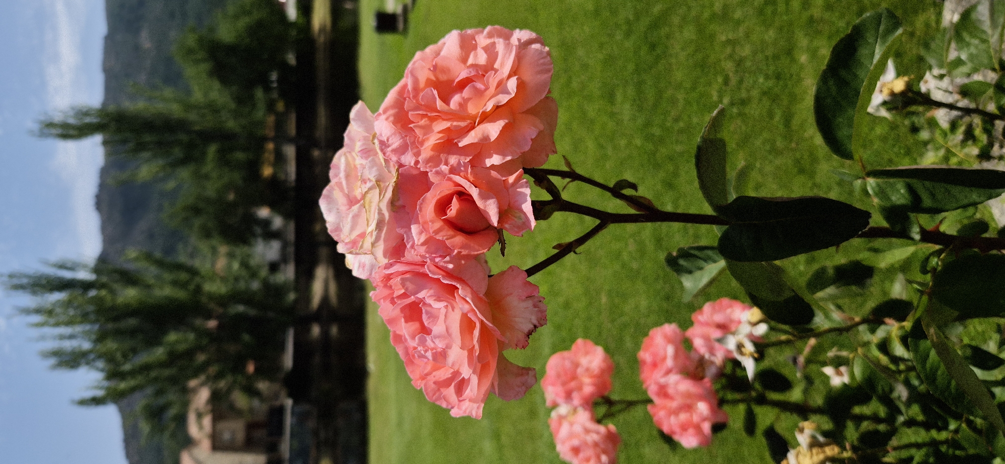A cluster of vibrant pink roses dominates the foreground of this outdoor image, set against a blurred background of a lush green lawn and distant trees under a clear blue sky. The roses are the primary subjects, showcasing intricate petal detail and a rich, soft hue. In the mid-ground, out-of-focus trees with tall, slender trunks and feathery foliage line a dark body of water, possibly a river or lake. Beyond the trees, a hint of buildings suggests a settlement or town nestled in the landscape. The overall scene evokes a sense of natural beauty and tranquility, with the sharp focus on the roses drawing the viewer's attention to their delicate form.