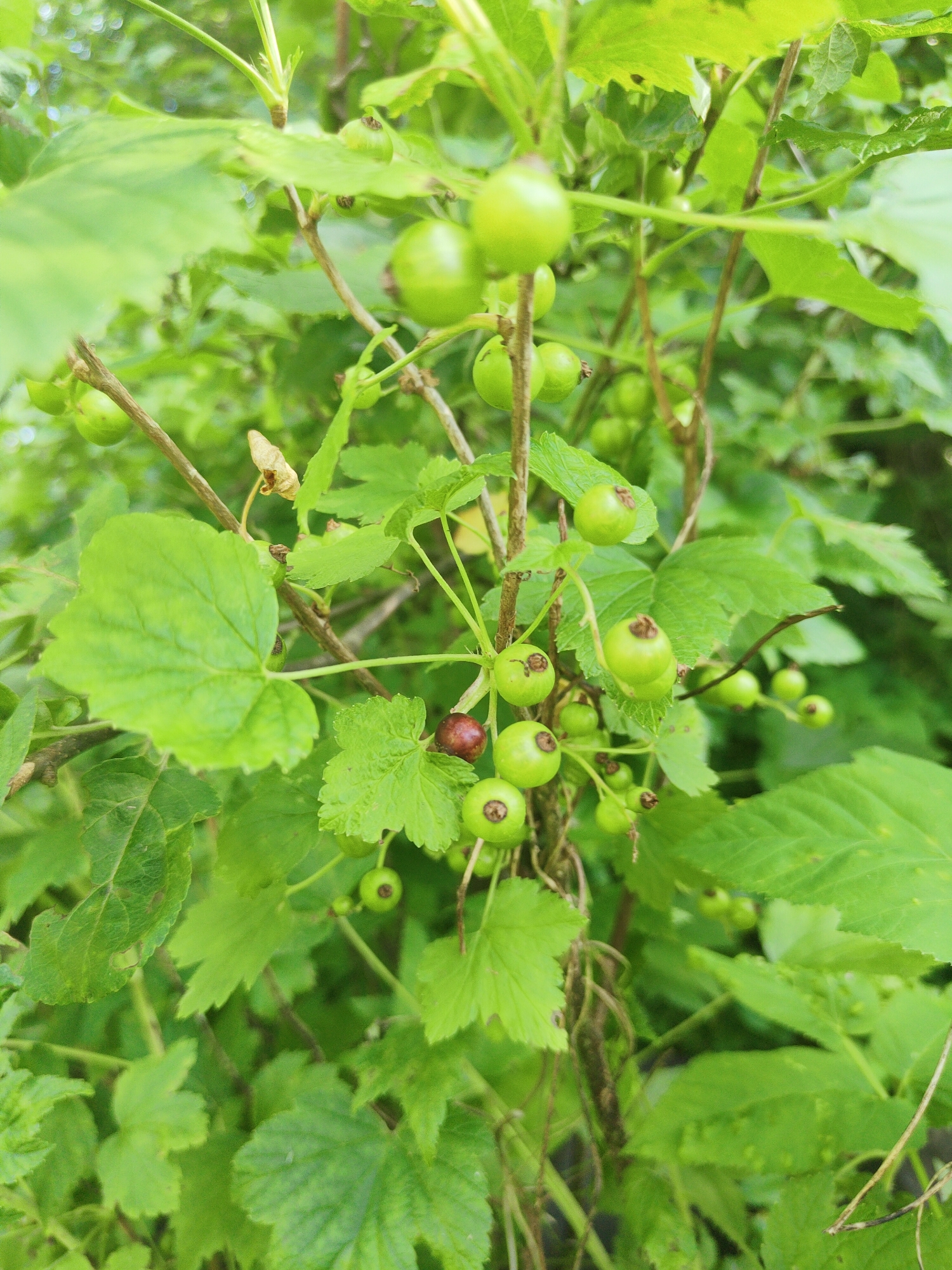 The image depicts a close-up of a black currant bush laden with unripe, green berries and a few dark, ripe berries. The bush is lush and green, with large, textured leaves and slender stems. The berries are clustered along the stems, some appearing smooth and round, while others have small, brown marks at their tops. One or two berries have started to ripen, showing a deep red or purplish hue. The background is a blur of more green foliage, suggesting the plant is in a garden or natural outdoor setting. The lighting suggests it is daytime, with diffused light, possibly indicating an overcast sky or shade. There are no people visible, nor any text. The scene is peaceful and natural, showcasing the growth of the fruit. The location context provided is Talitsa, Russia, which suggests this is likely a temperate climate where black currants are grown.