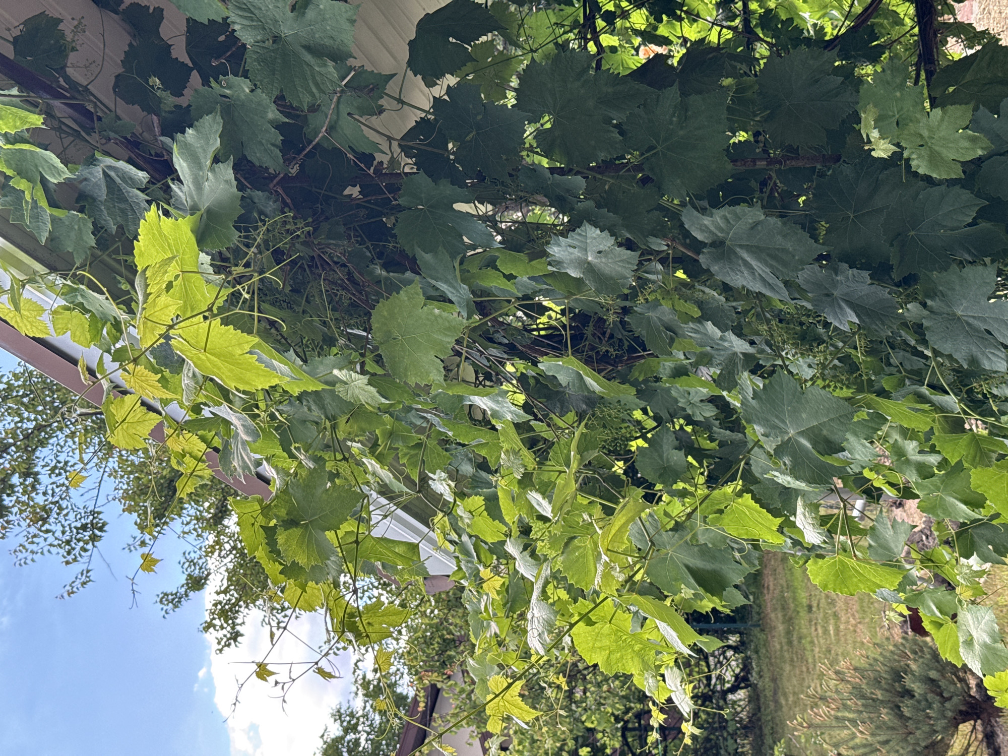 The image shows a close-up view of a grapevine growing on a trellis attached to the side of a building. The building has white soffit and a brown fascia board visible at the top of the frame. The grapevine has large, green leaves and some small clusters of developing grapes. The background shows a grassy area with a small evergreen bush and trees. The sky is blue with some white clouds. The scene appears to be in a residential outdoor setting, likely in Obukhivka, Ukraine, given the context. There are no people or animals visible in the image.