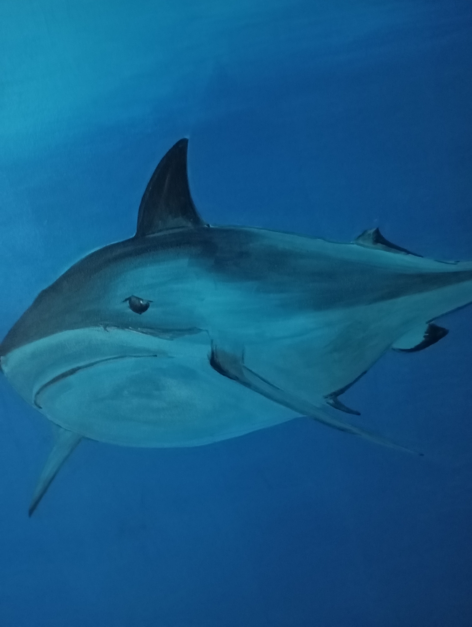 The image shows a shark swimming in deep blue water. The shark is the primary subject, with a dark dorsal fin and a sleek, gray body. The water surrounds the shark, creating a sense of depth and isolation. No people or specific location are discernible.