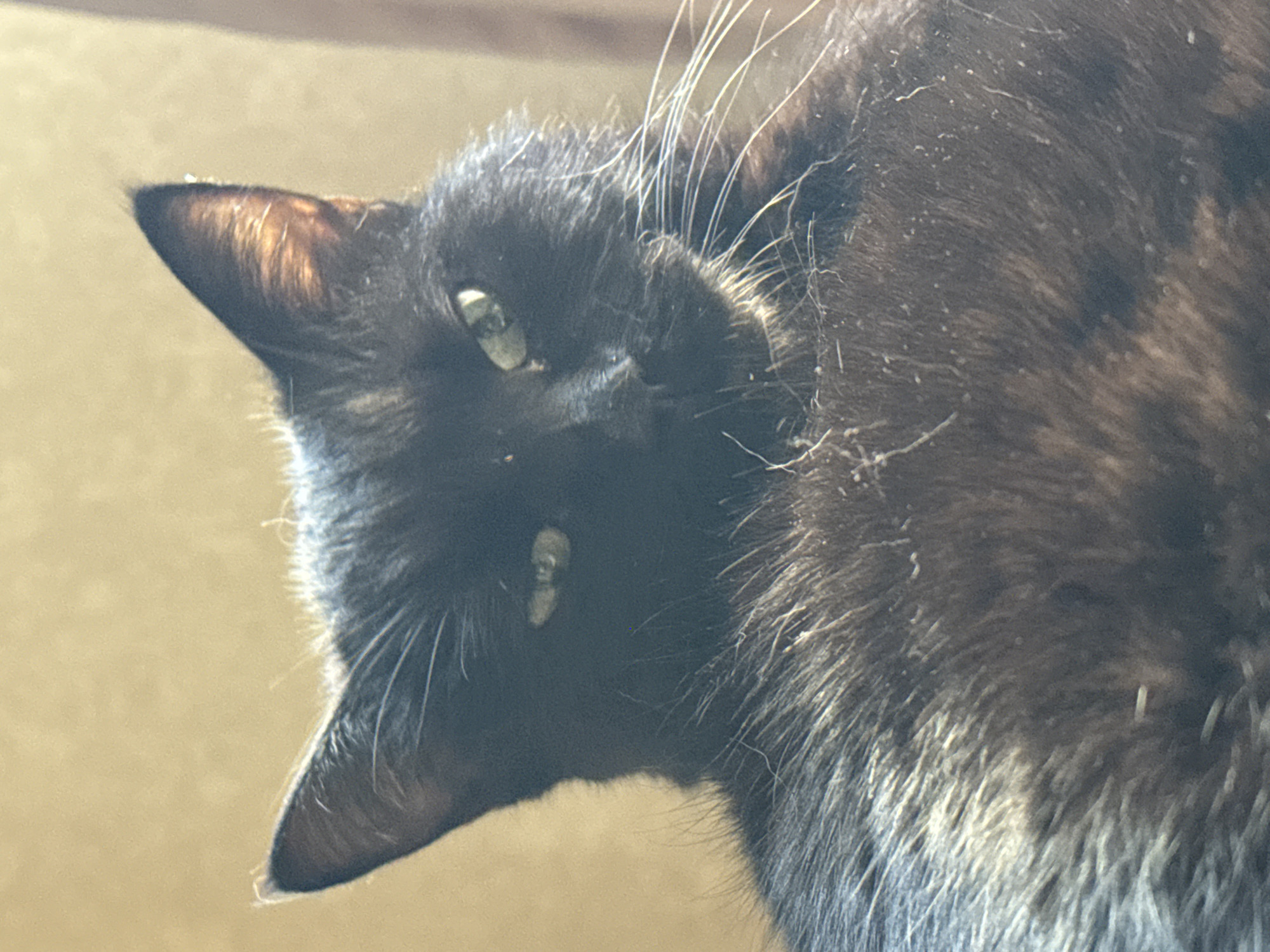 A black cat is lying down, facing the camera. The cat has green eyes and its fur is dark. The background is a light brown color.