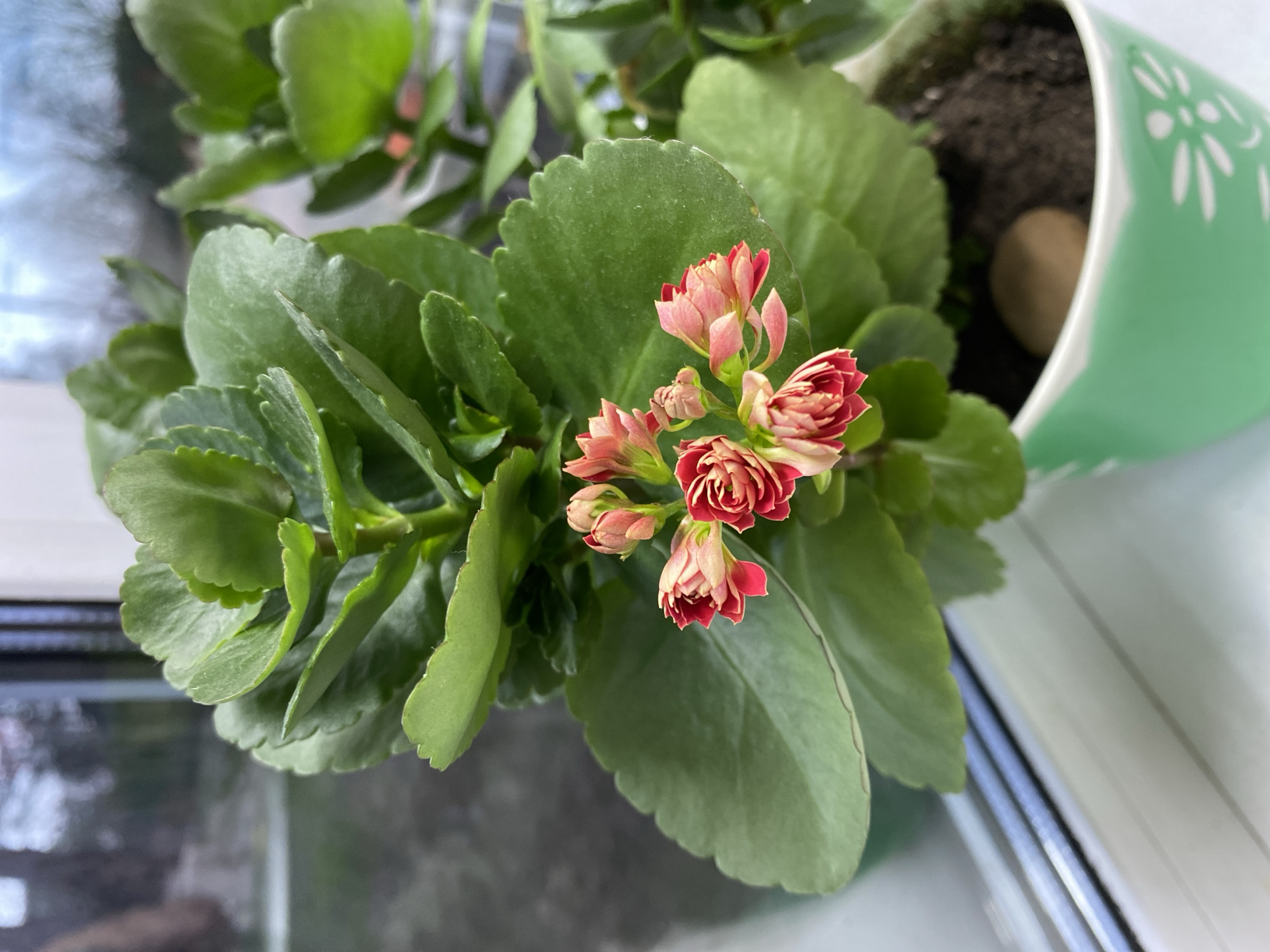 A high-angle, close-up shot depicts a flowering kalanchoe plant in a light green pot with white floral designs. The plant has several clusters of red and pinkish-white flowers amidst broad, scalloped green leaves. The pot sits on what appears to be a window sill, with reflections visible on the left side. The potting soil is visible at the top of the pot, with a light brown stone resting on the surface. The environment appears to be indoors. The location, Баклуши, Russia, is not directly identifiable from the image.