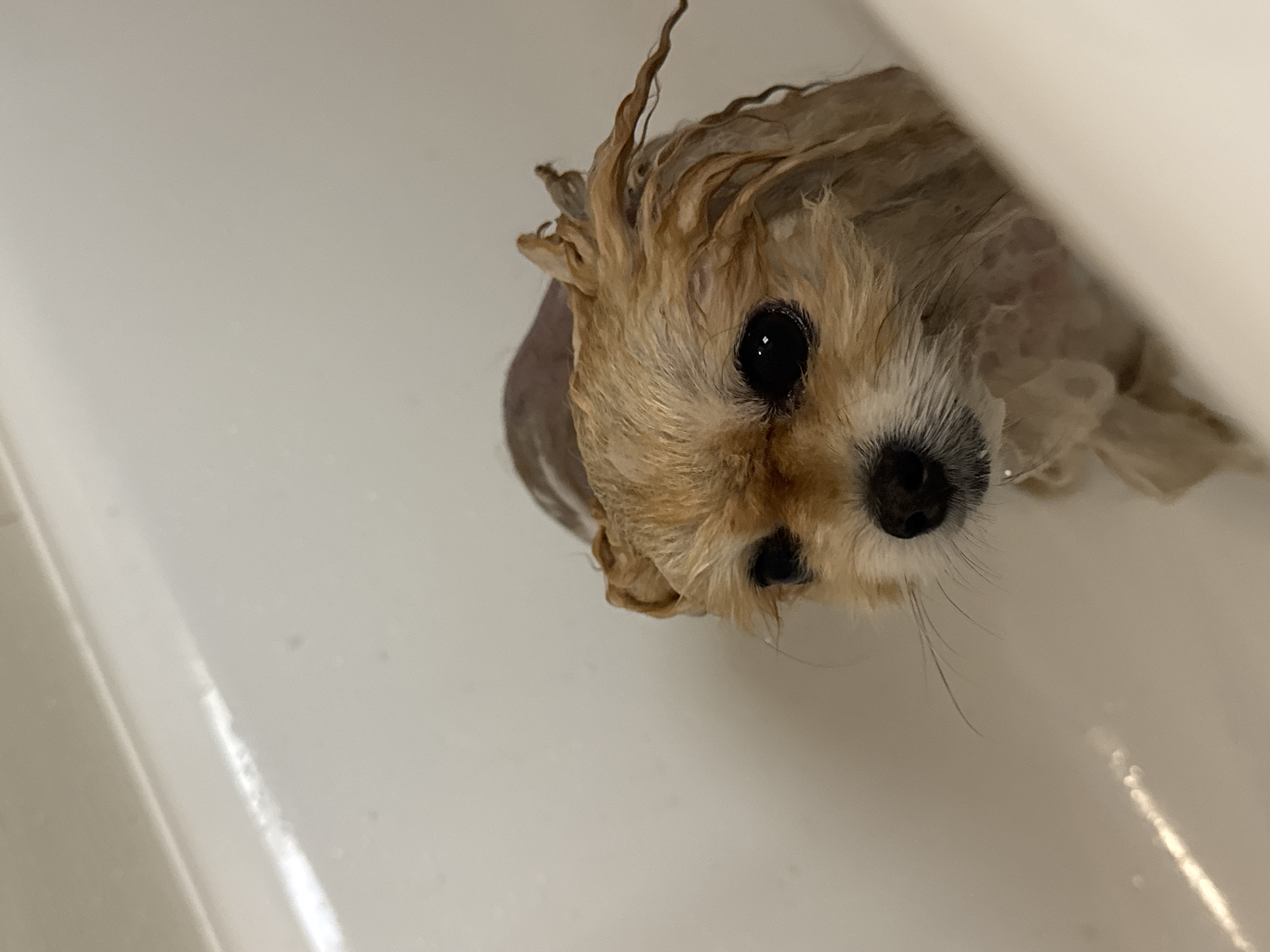 A small, wet, tan and white dog is centered in the frame, looking up at the camera. The dog has short, wet hair on its head and body. Its eyes are large and black, and its nose is black. The dog is in a white, shiny tub, possibly a bathtub or sink. The background is out of focus, but appears to be a white wall. The image does not provide sufficient information to determine a location in Warsaw, Poland.