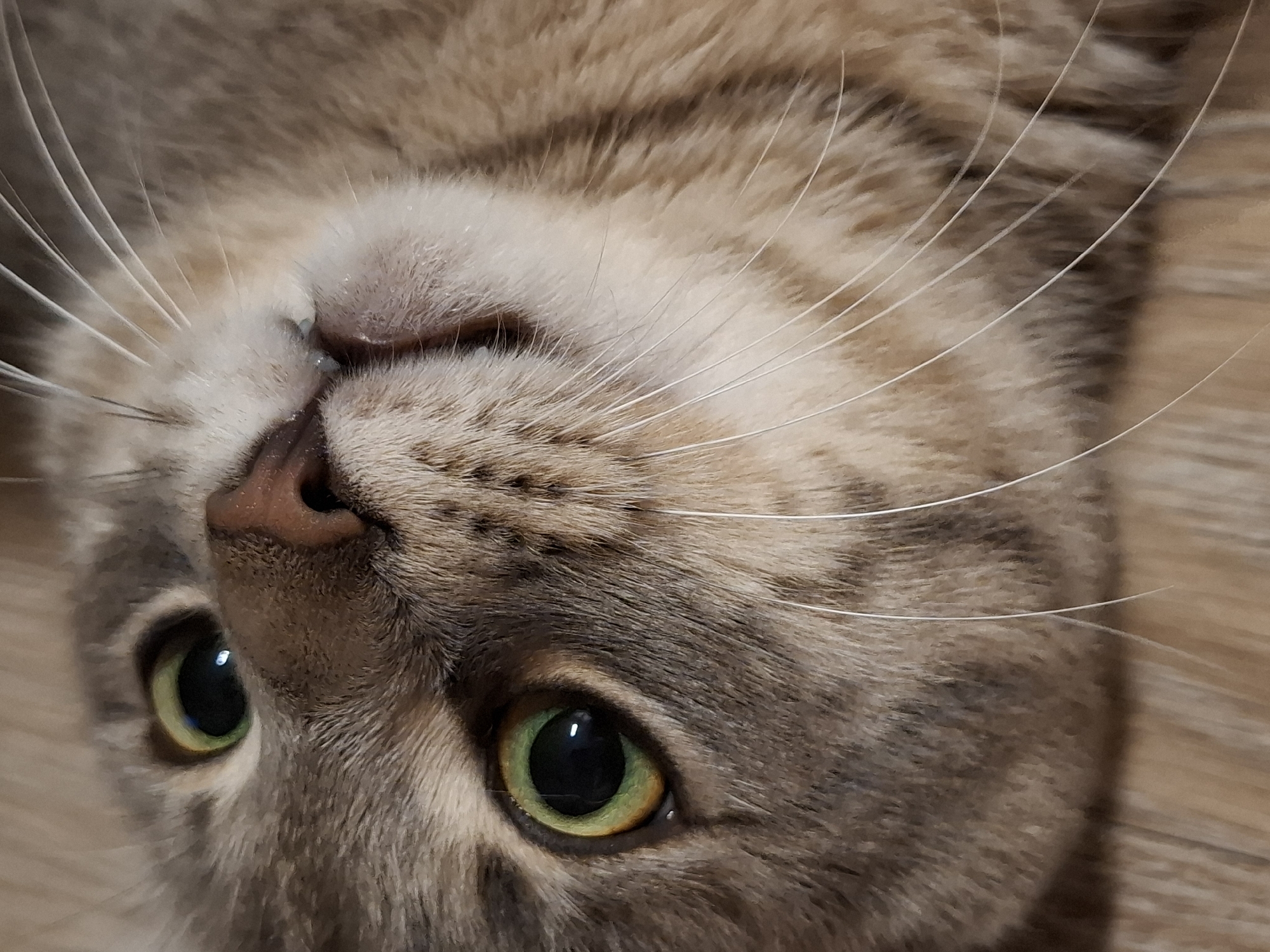 A close-up, high-angle shot shows the face of a gray tabby cat lying on a light brown, wooden surface. The cat's head is tilted, with its left eye, nose, mouth, and whiskers prominently featured. The cat has large, round, green eyes with dark pupils reflecting light. Its nose is pinkish-brown, and its mouth is slightly open, revealing a small portion of its tongue. Long, white whiskers extend outwards from its muzzle. The fur is short and soft, with distinct tabby markings of darker gray stripes on a lighter gray and tan base. The wooden surface appears to be floorboards. The image is sharp and well-lit, focusing on the cat's facial features. The location of this image is not specified.
