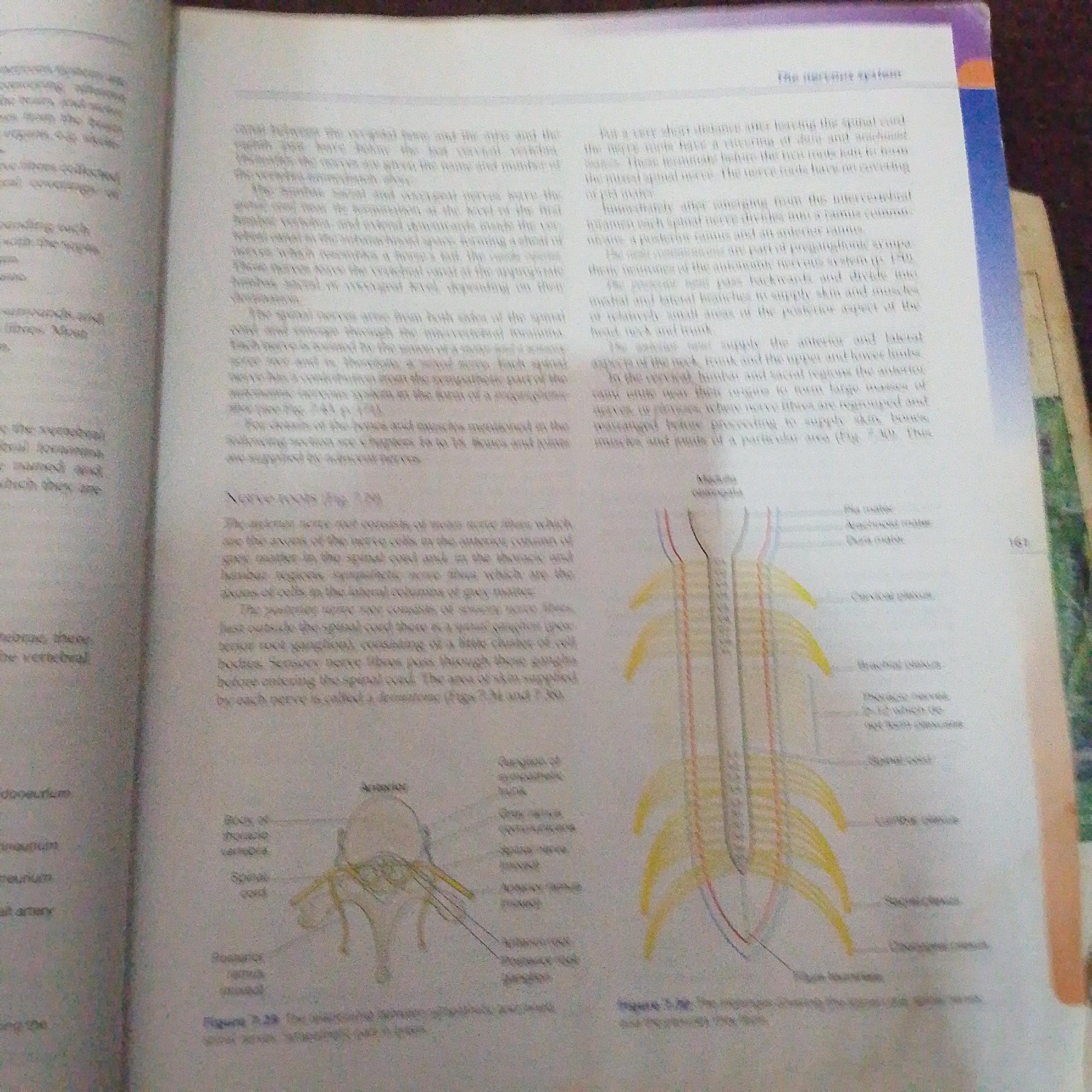 The image shows two open pages of a textbook. The pages are white and printed with black text and some diagrams. The textbook appears to be about anatomy or biology, specifically focusing on the nervous system.
On the left page, there is a diagram of a cross-section of a vertebra with the spinal cord and nerves. Labels are present for "Anterior," "Posterior root ganglion," and "Spinal cord." There are also some labels on the left margin, but they are partially obscured and difficult to read.
The right page features a diagram illustrating the spinal cord and emerging nerves. This diagram has labels such as "Motor neuron," "Sensory neuron," "Autonomic nerve," "Spinal nerve," "Dorsal root ganglion," "Anterior ramus," and "Posterior ramus." Additionally, there are labels indicating different plexuses: "Cervical plexus," "Brachial plexus," and "Thoracic nerves." There is also a page number "161" in the upper right corner of this page.
The text on both pages discusses the anatomy and function of spinal nerves and the nervous system. The content appears to be educational, providing descriptions and anatomical details. The overall setting is that of a study environment, likely a library or personal study space, given the presence of a textbook. There are no people visible in the image. The lighting suggests an indoor setting, possibly with ambient light. The reference to "Jalingo, Nigeria" in the prompt seems to be external context and is not inferable from the image itself.