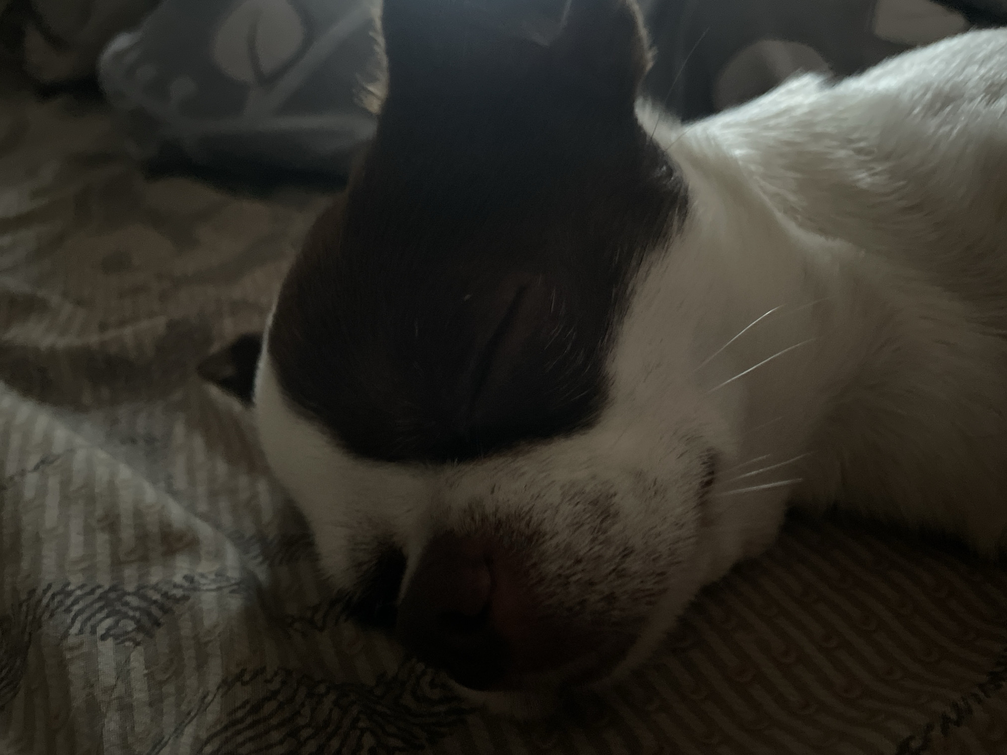 A close-up, overhead shot shows a Boston Terrier dog sleeping on a striped blanket. The dog's head is in the foreground, with its eyes closed and its snout resting on its paws. The dog's fur is white and brown, and its ears are perked up. The blanket is made of a soft material, and it has a pattern of thin, horizontal stripes in various shades of gray. The background of the image is blurred, but it appears to be a bed with pillows. The lighting in the image is dim, creating a warm and cozy atmosphere.