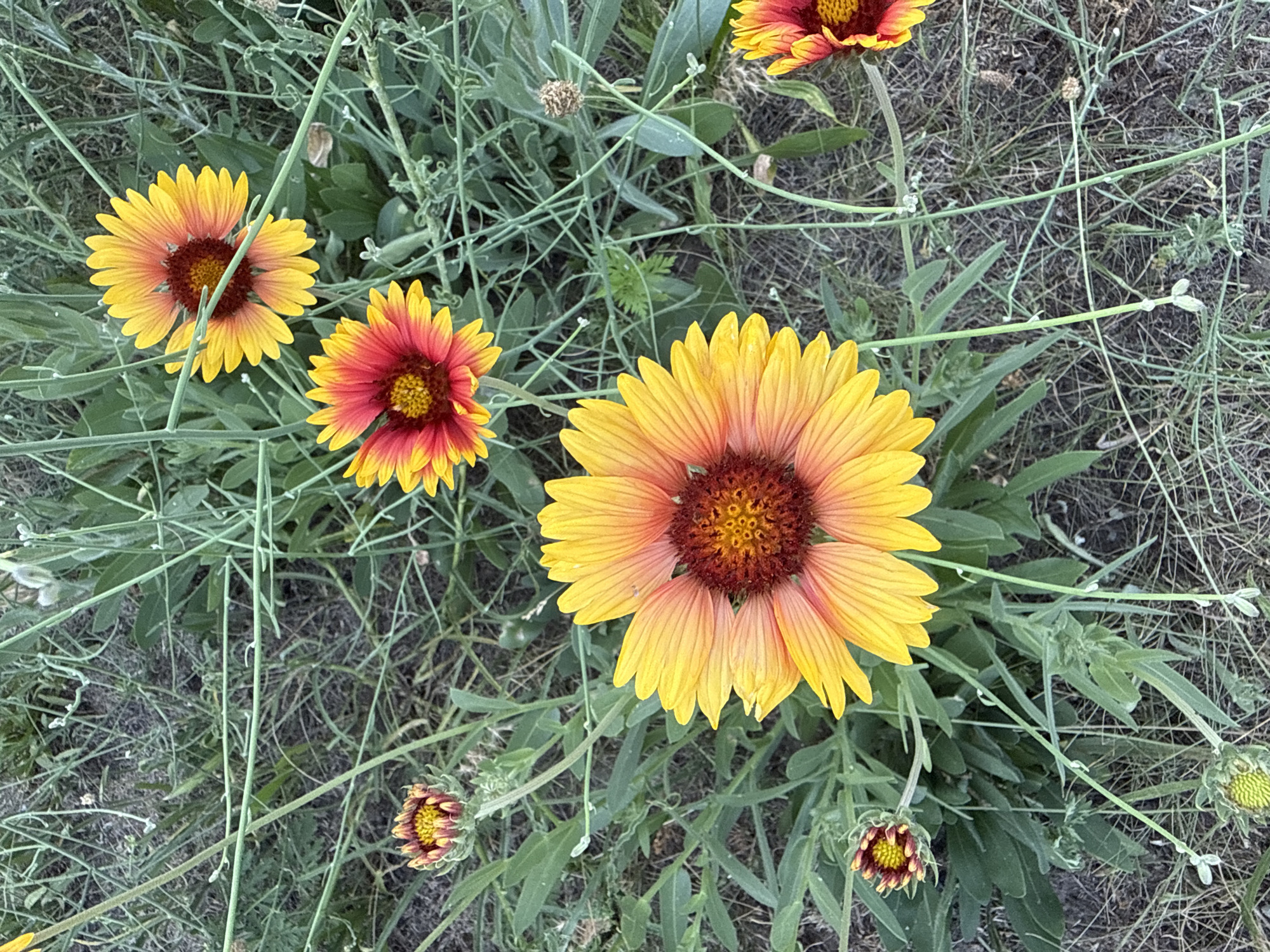 In Zaporizhzhia, Ukraine, an outdoor scene displays several blooming Blanket Flowers (Gaillardia) amidst a backdrop of dry grass and thin green stems. The flowers exhibit a vibrant gradient of colors, transitioning from bright yellow at the petal tips to a deep orange and red towards the center. The central discs of the flowers are a dark reddish-brown with intricate patterns. Some flowers are fully open, showcasing their radial symmetry, while others are in bud stage, with tightly packed petals. The ground is covered with dry, thin vegetation and scattered soil. The lighting suggests it is daytime, with soft illumination.