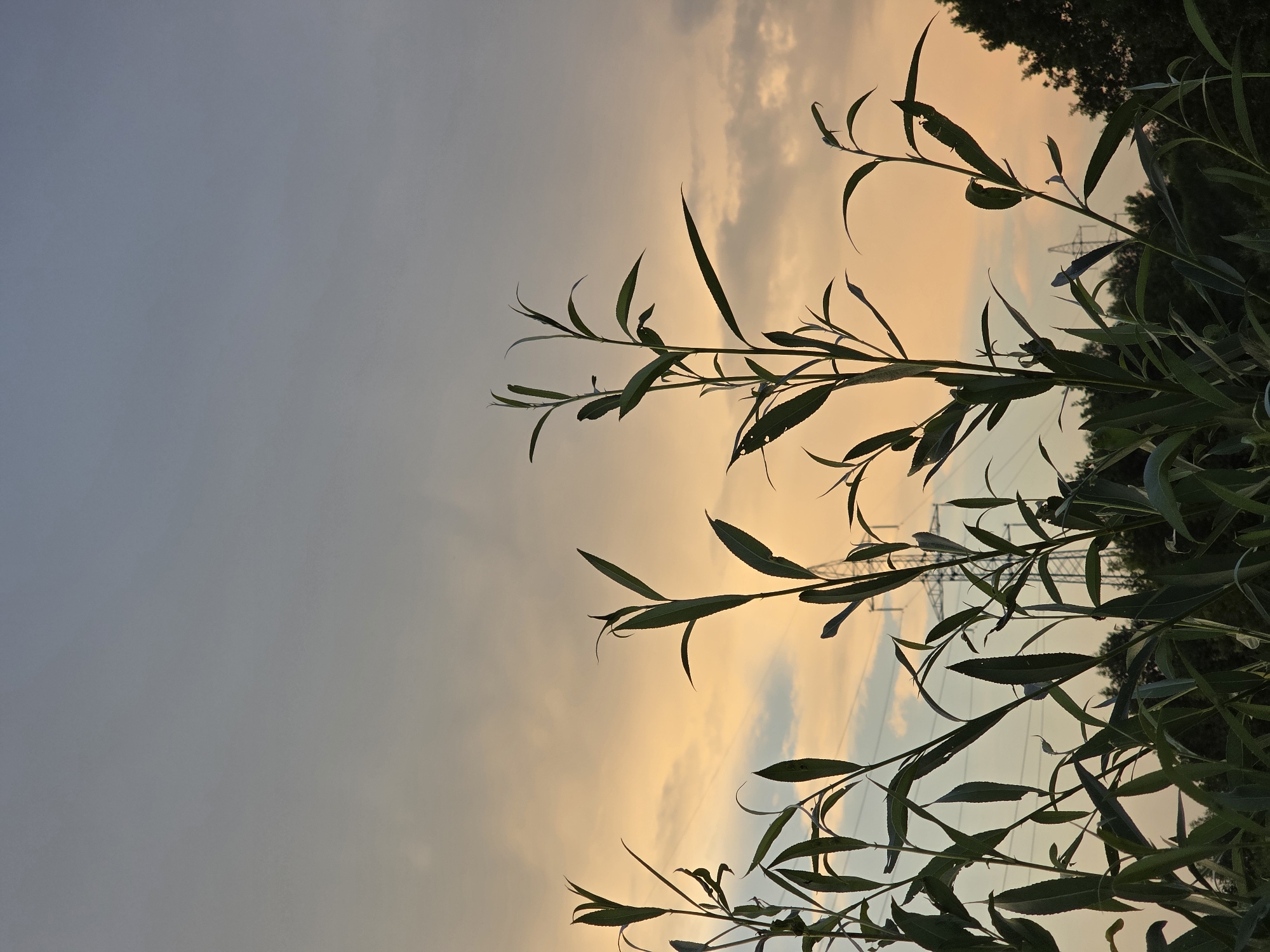 The image shows a silhouette of tall green plants against a twilight sky in Togashevo, Russia. The sky transitions from a pale gray at the top to a warm orange and pink hue closer to the horizon, with scattered clouds. In the middle ground, a power line tower with wires is visible, partially obscured by the plants. Dark green trees form a line along the horizon beneath the sky. The plants in the foreground are sharply defined against the sky, with elongated leaves and thin stems. There are no people or animals visible in the image.