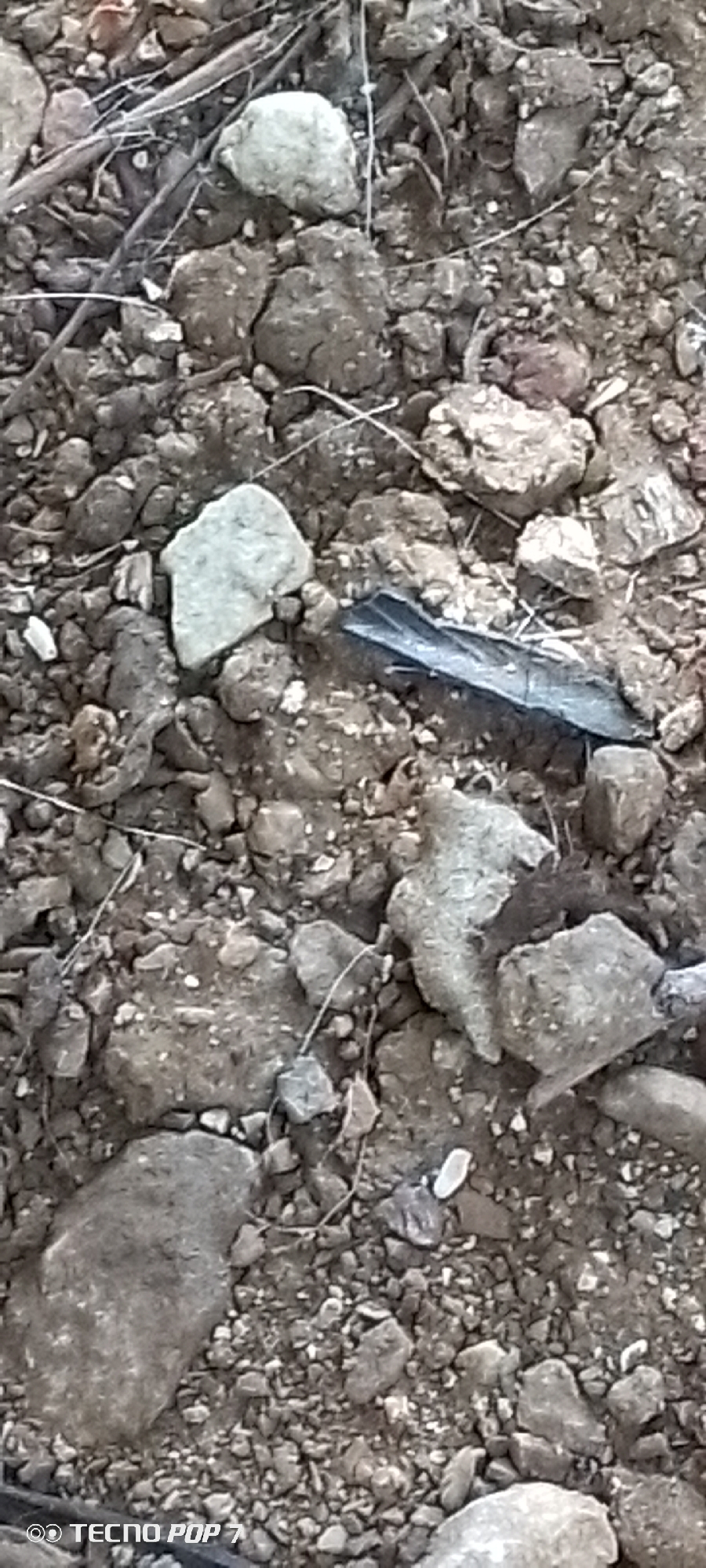 The image shows a close-up, overhead view of the ground in Altagracia, Venezuela. The ground is composed of small stones, dirt, and dry twigs. There are several larger rocks scattered throughout the scene. In the center right of the image, a dark, metallic-looking shard, possibly a piece of plastic or metal, lies on the ground. The overall environment appears to be dry and natural, with no immediate signs of human activity beyond the discarded shard. The image is sharp and in focus, revealing the textures of the ground materials.