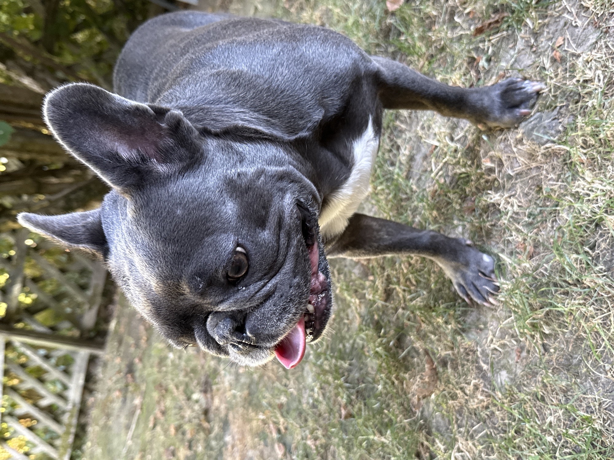 A dark grey French Bulldog stands on a grassy area with scattered leaves. The dog is panting, with its pink tongue hanging out of its mouth. Its left ear is perked up, and its right ear is slightly flopped over. A white patch of fur is visible on its chest. In the background, a wooden fence is partially obscured by trees with green and yellow leaves. The lighting suggests it is daytime, possibly late afternoon, with sunlight filtering through the trees. This scene is set in a backyard in Bad Sachsa, Germany.
