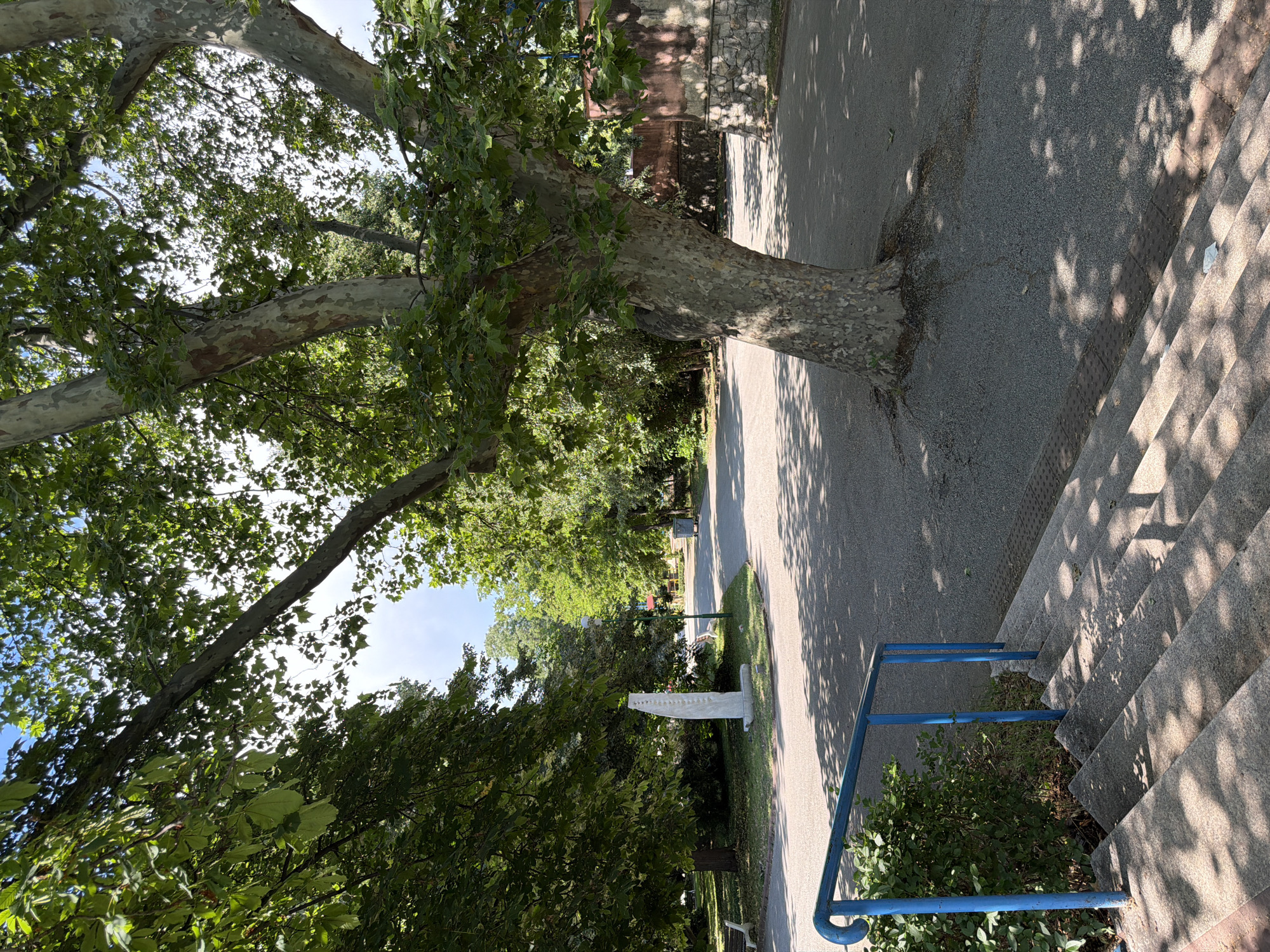 The image depicts an outdoor scene in a park-like setting, possibly located in Pazardzhik, Bulgaria. In the foreground, there are several stone steps leading upwards, with a blue metal handrail attached to a green bush on the left. The steps are partially covered in shadows cast by the trees. Beyond the steps, a paved pathway, covered in small gravel, curves into the distance.
Dominating the mid-ground is a large, mature tree with a thick, mottled trunk and spreading branches covered in green leaves. The sunlight filters through the canopy, creating dappled shadows on the pathway. To the left of the path, near the tree, stands a white, abstract sculpture or monument. Further along the path, more trees line the sides, and a few park benches are visible in the distance. On the right side of the pathway, a textured, reddish-brown wall, constructed with stone at its base, is visible.
In the background, the path continues, leading towards a slightly brighter area with more greenery and hints of buildings or structures. The sky above is a clear blue. There are no people clearly visible in the image, though the presence of benches and pathways suggests a public space. The scene appears to be a tranquil daytime setting within a city park.