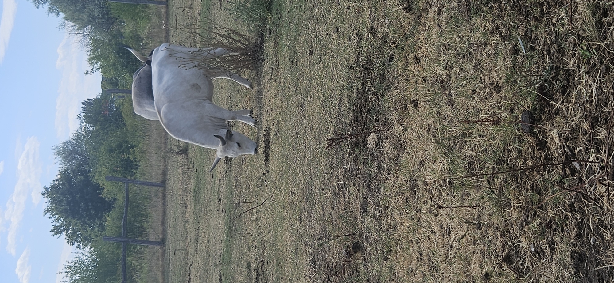A white Hungarian Grey Cattle cow is grazing on dry grass in a field. Another white cow is visible in the background. The field is surrounded by a wooden fence and lush green trees under a partly cloudy blue sky. The scene appears to be a rural area, possibly on the outskirts of Keszthely, Hungary.