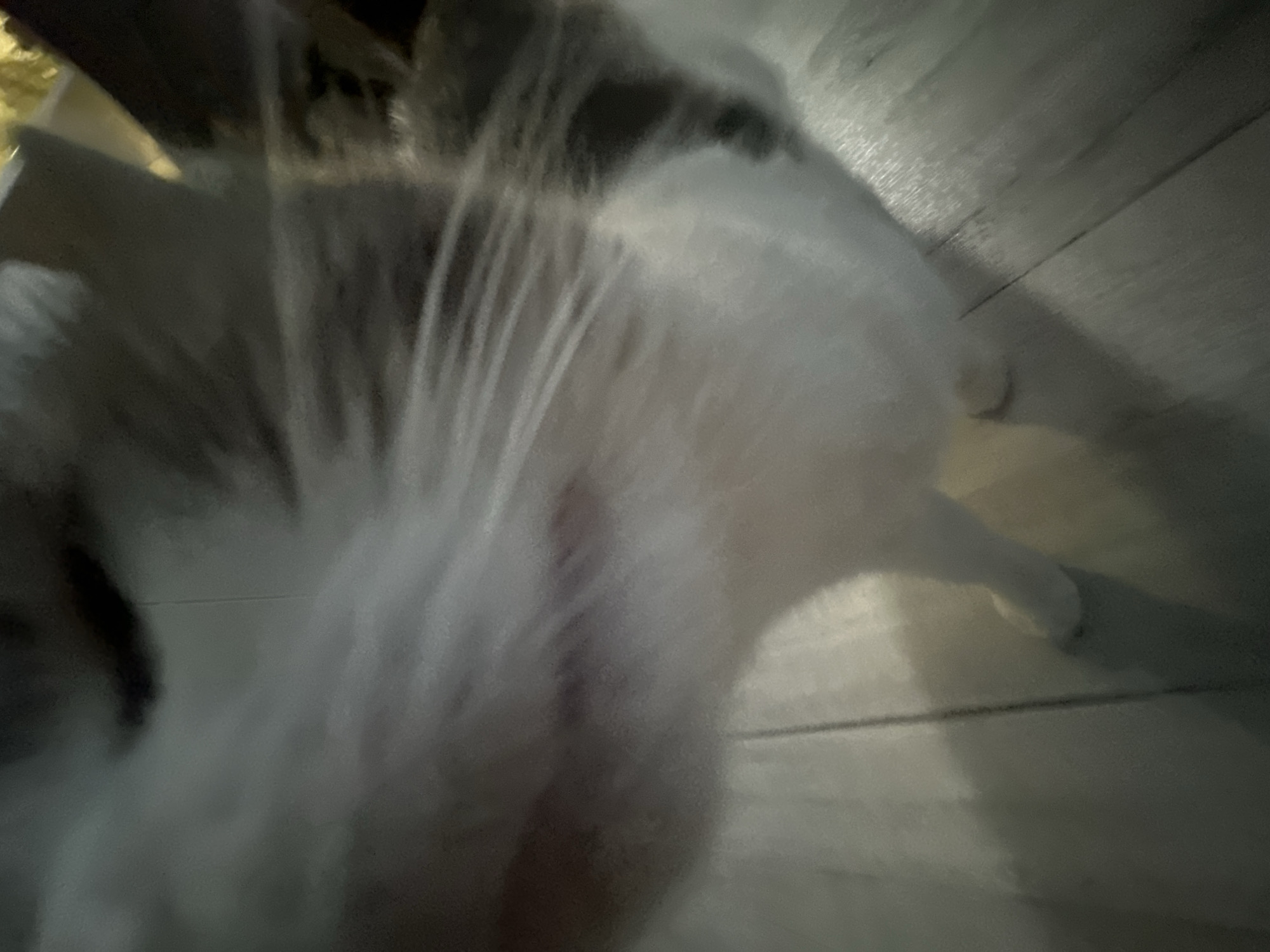 A close-up, low-angle photograph shows a mostly white cat with some darker markings. The cat's face is in very close proximity to the camera lens, and its whiskers are prominently visible. A leg and foot are seen to the right, along with a hard surface, likely floor, that has linear, plank-like patterns. The image is darkly lit. The location and date are unknown.