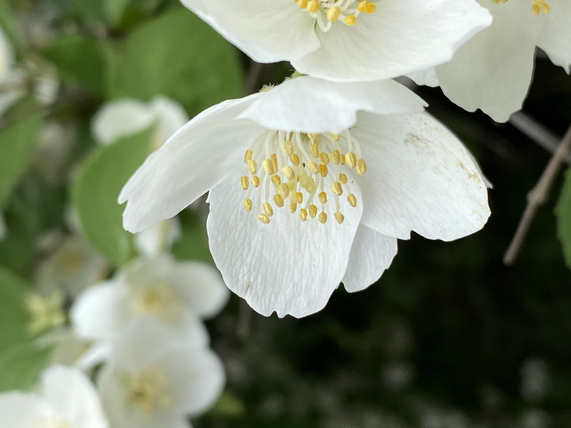 A close-up shot captures the delicate beauty of white jasmine flowers in bloom, their petals unfurling to reveal bright yellow stamens. The flowers are clustered on a branch, with soft green leaves and a dark, out-of-focus background suggesting a garden setting. The image evokes a sense of springtime freshness and natural serenity. There is no indication of the location being in Chaikovsky, Russia, or any specific city.