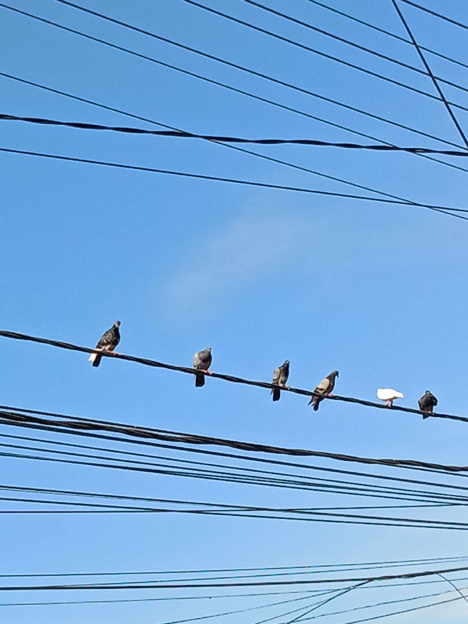 The image shows a clear blue sky with several black electrical wires crisscrossing it. Perched on one of these wires are seven pigeons. Six of the pigeons are dark gray or brown, while one is white. They are all facing in the same direction, towards the right side of the frame. The scene appears to be an outdoor urban environment, possibly in Lhokseumawe, Indonesia, given the presence of overhead electrical wires, a common sight in many cities.