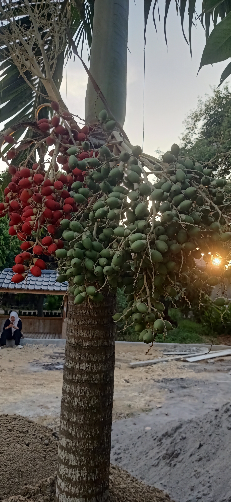 This is a vertical, medium shot photograph of a palm tree with clusters of red and green fruit in Meunasahlhok, Indonesia. The tree trunk is rough and textured. To the left of the trunk, a cluster of bright red fruit hangs from a branch. To the right, a larger cluster of green fruit is visible. In the background, a woman in a black hijab and clothing is sitting on the ground, looking at her phone. She is positioned to the left of the tree trunk. Behind her, there is a wooden structure with a tiled roof and a small building. The ground in front of the tree is a mix of dirt and gravel. The sky is hazy with the sun setting and casting a warm glow, visible through the branches of the tree on the right side of the image. The overall scene suggests an outdoor, possibly rural or semi-urban environment in Indonesia.