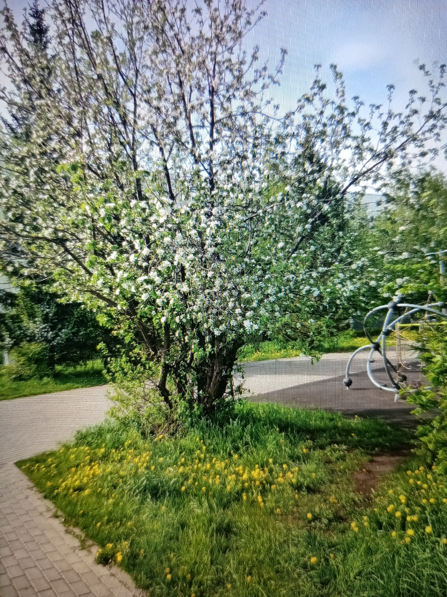 The image depicts a flowering tree in a green space in Bugulma, Russia. The tree is covered in white blossoms and is surrounded by grass and yellow dandelions. A paved path runs along the edge of the green space. In the background, there are other trees and possibly a building. There's also a partial view of playground equipment. The scene appears to be taken during the day under natural lighting.