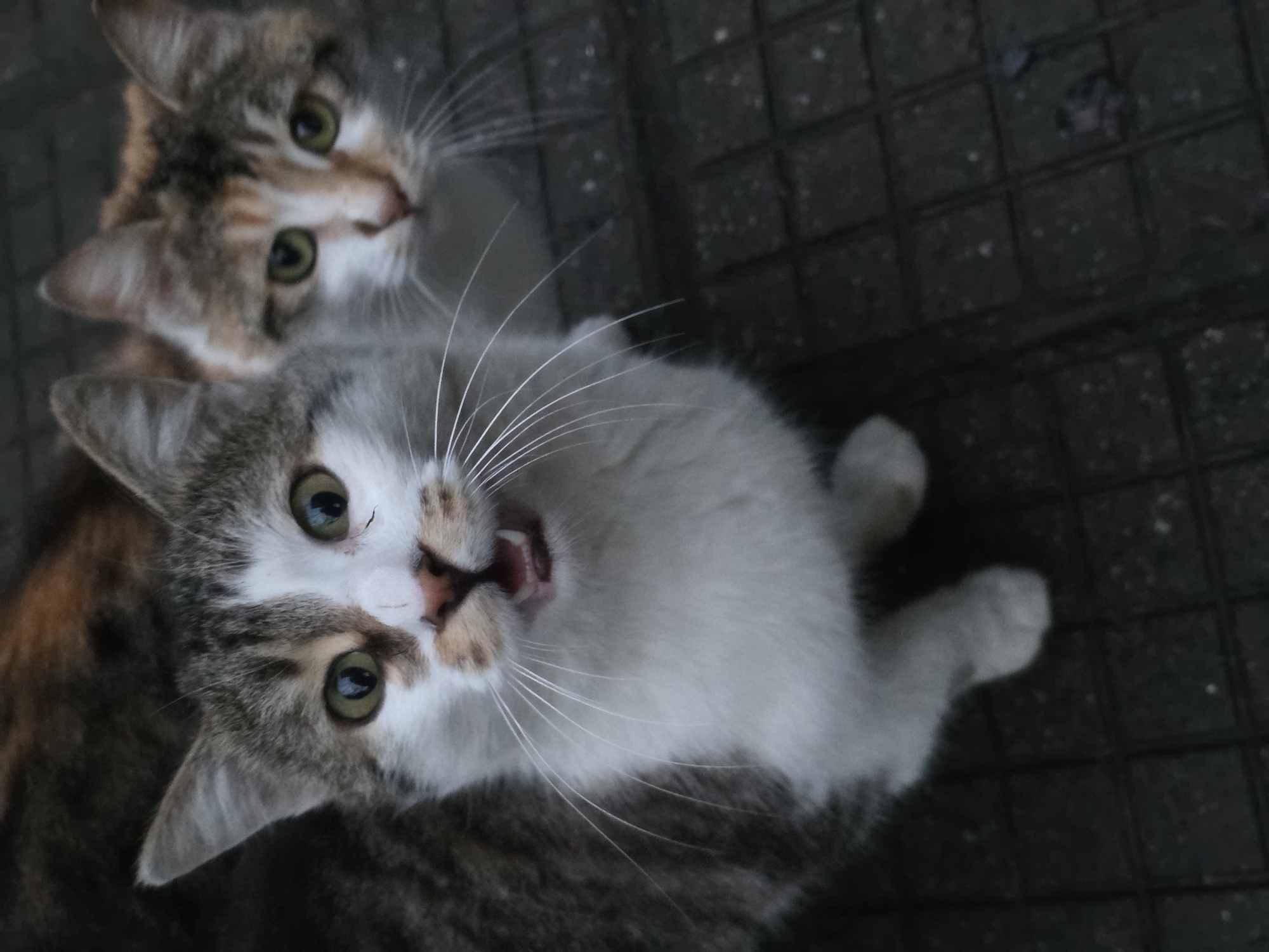 Two cats are captured in an upward-facing shot against a dark, possibly paved surface, likely outdoors. The lower cat, mostly white with grey and brown markings, looks directly at the camera with its mouth open, possibly meowing. The cat above has calico coloring. Both cats have green eyes and numerous white whiskers. The image is slightly underexposed and taken from a low angle. There are no indications as to whether or not this image was taken in Yagodovo, Bulgaria.