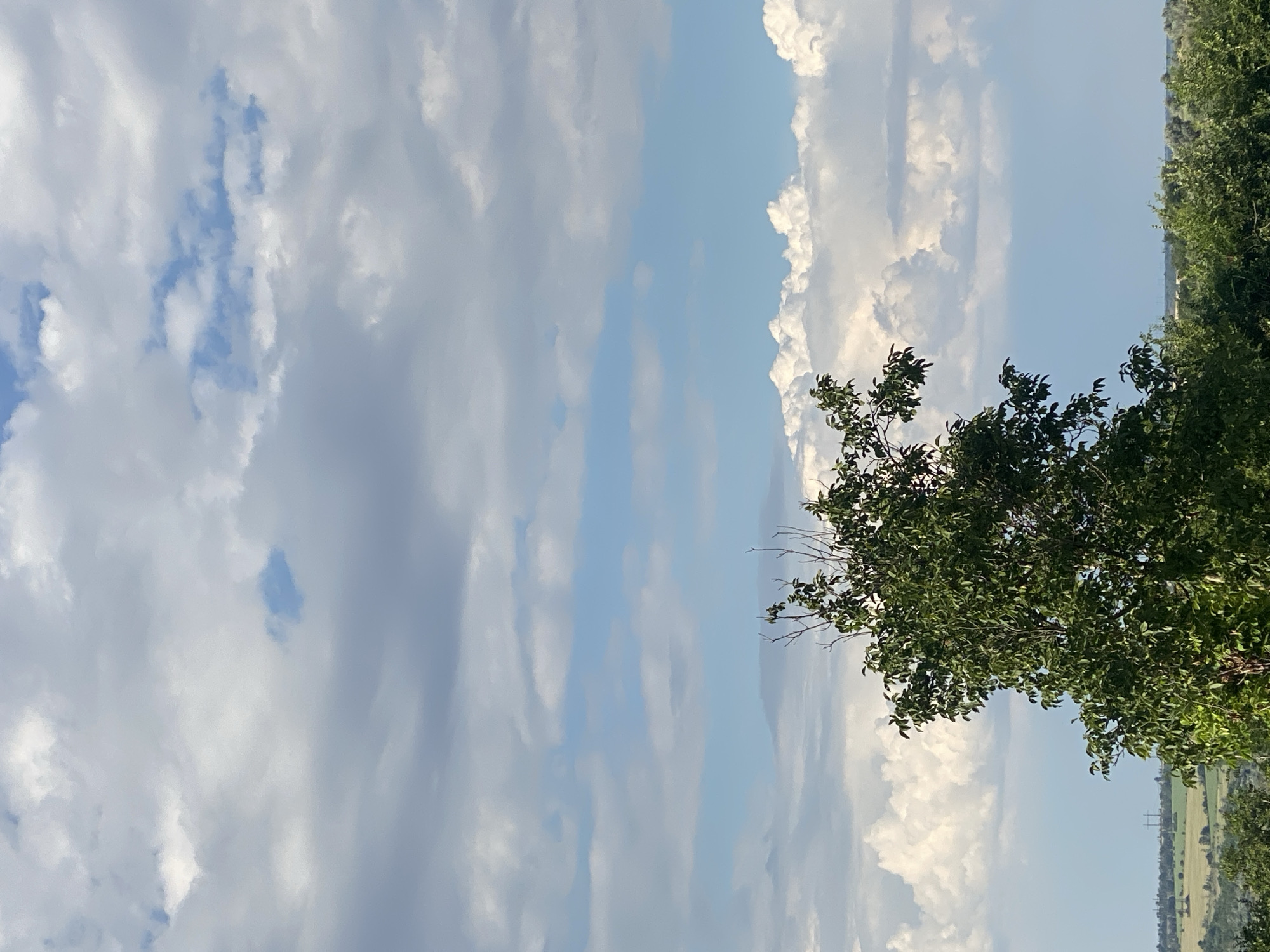 This is a vertical, eye-level shot taken from a slightly elevated perspective, looking towards the sky, over a verdant landscape. A large, leafy tree dominates the foreground on the left, its branches extending upwards. Below and behind it, more green foliage and trees are visible, hinting at a park or a wooded area. The middle ground reveals a flat, open terrain with scattered vegetation and what appear to be distant buildings or structures. The horizon line is low, emphasizing the expansive sky above. The sky itself is a dynamic canvas of blue and white clouds. Wispy, lighter clouds are scattered across the top half of the frame, with larger, more voluminous cumulus clouds forming a band across the middle and lower portions of the sky, creating a sense of depth and volume. The lighting suggests it is daytime, possibly late afternoon, given the soft quality of the light. The location is identified as Cairaclia, Moldova.