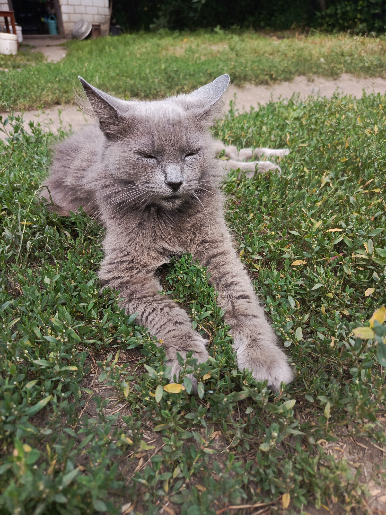 A fluffy, gray cat with closed eyes rests in a patch of green grass. The cat is lying down, with its front paws extended forward. Its fur is long and appears to be soft. The background of the image shows a dirt path and some buildings, possibly a house and a shed, suggesting an outdoor, possibly rural or suburban, setting. The lighting is natural, indicating it is daytime.