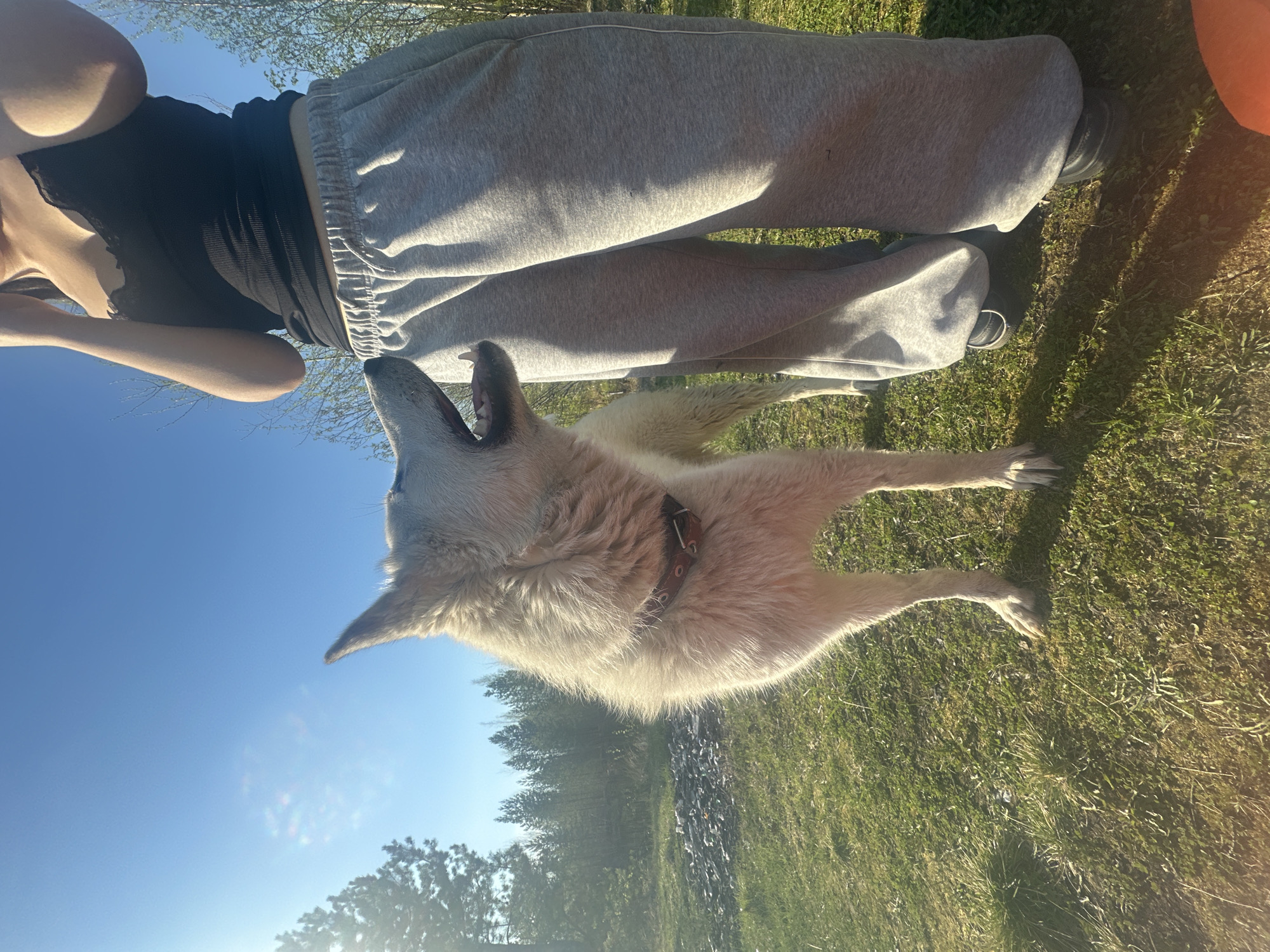 A medium shot shows a light-colored, medium-sized dog with a brown collar appearing to bark or howl. The dog is in a grassy area, likely outdoors, with a blue sky visible overhead. A person stands beside the dog, wearing a black top and gray sweatpants. The grass appears to be a lawn with some visible vegetation. The scene seems to be in Vysokii, Russia.