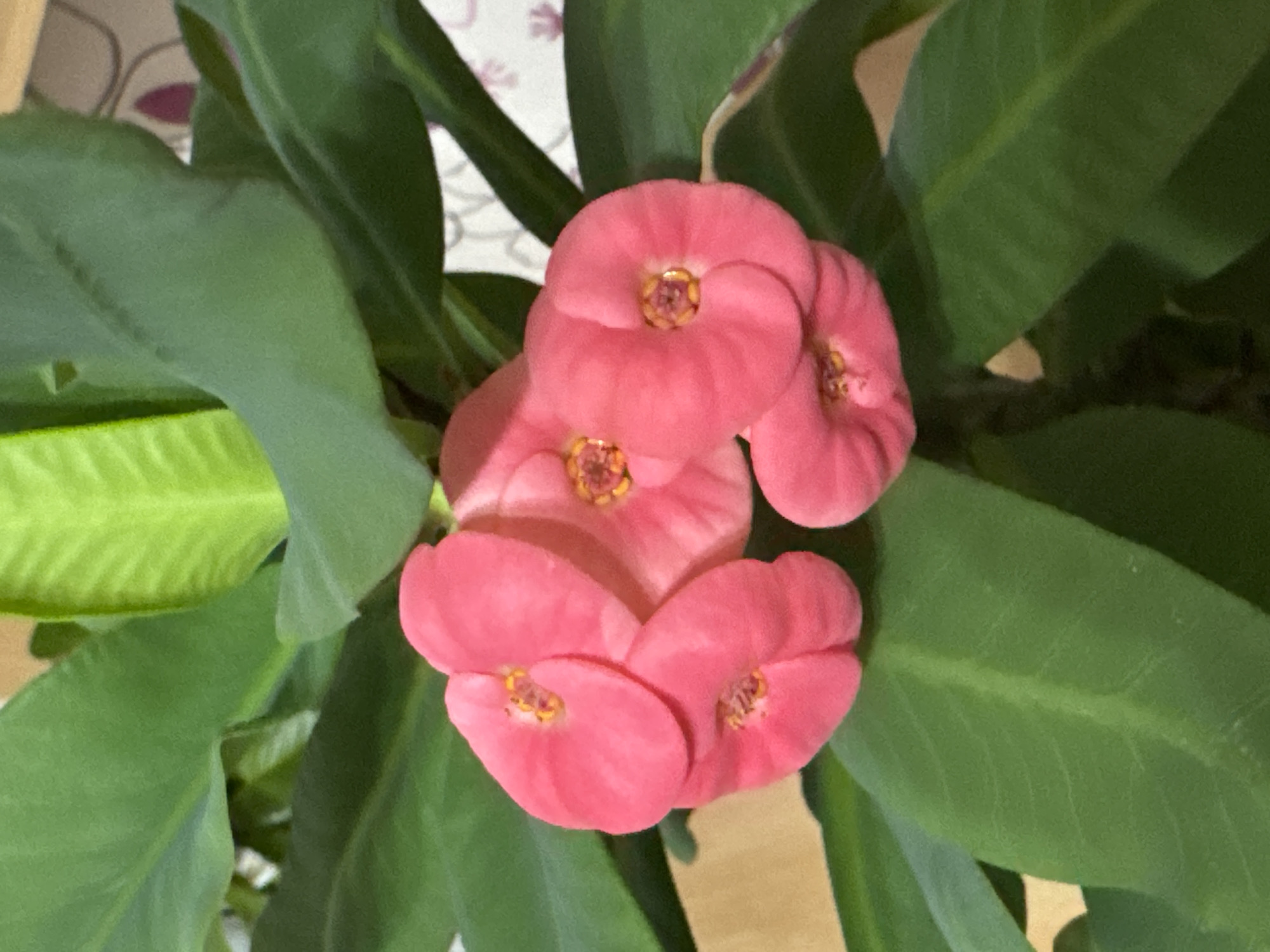 The image shows a cluster of pink Crown of Thorns flowers (Euphorbia milii) surrounded by green leaves. The flowers have a distinctive petal-like structure with yellow centers. The leaves are large and oval-shaped with prominent veins. The background is slightly blurred, showing a hint of white floral wallpaper and a light-colored surface. The location of Chaikovsky, Russia is not evident in the image.