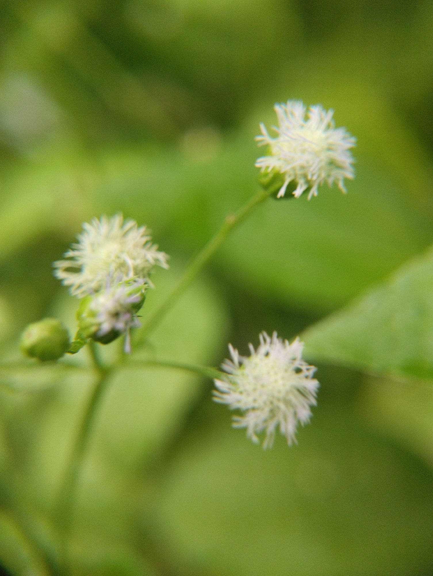 The image shows a close-up view of small white flowers with fuzzy petals, set against a blurred green background of foliage. There are three visible flower heads, two in focus and one slightly out of focus. One flower head is on the right side of the frame, while the other two are clustered on the left. A small, round green bud is also visible near the base of the flowers. The lighting suggests it is daytime, likely outdoors. The location in Lhokseumawe, Indonesia, would imply that these are likely native or commonly cultivated plants in that tropical region.