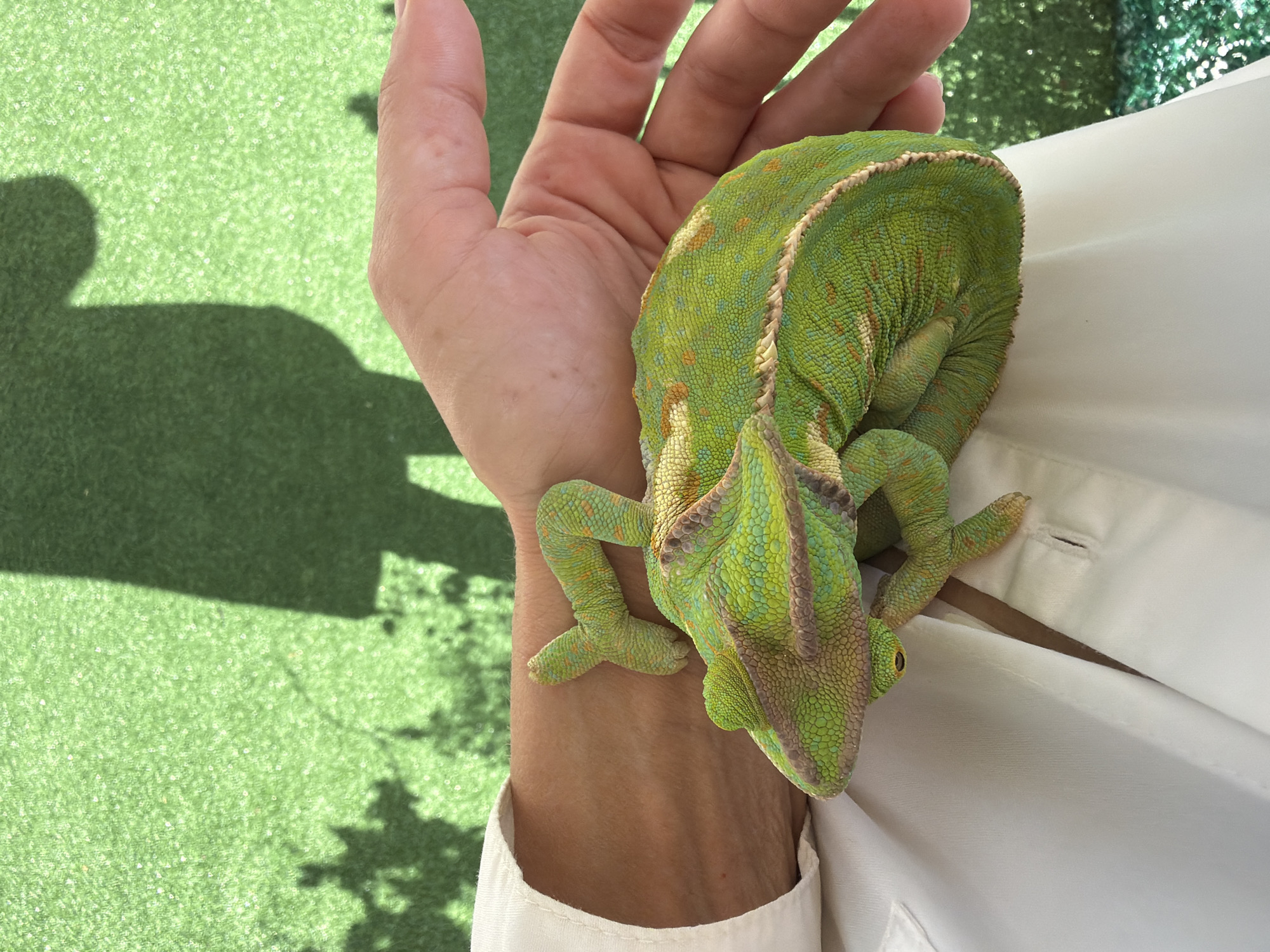In Hollywood, United States of America, a vibrant green chameleon is resting on a person's arm and hand. The chameleon's skin displays intricate patterns of green, yellow, and orange. Its body is coiled around the arm, and one of its unique, grasping feet is visible. The person is wearing a white collared shirt. The background is a textured green surface with faint shadows of people and foliage, suggesting an outdoor setting.