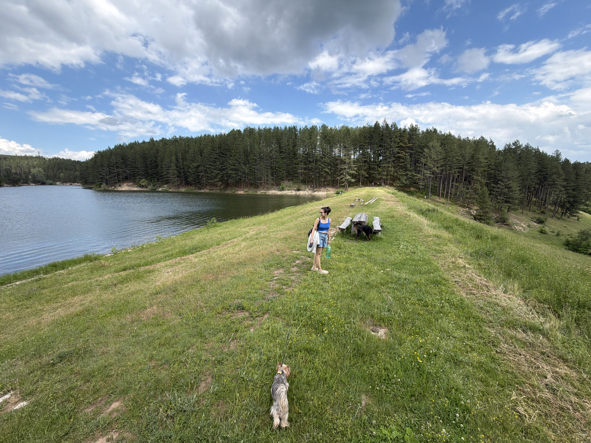 The image displays a panoramic outdoor scene in Alino, Bulgaria, under a partly cloudy sky with prominent white clouds against a blue background. The left side of the frame features a calm, dark-toned body of water, likely a reservoir, with subtle ripples on its surface and a visible shoreline. A dense evergreen forest, composed primarily of tall coniferous trees, borders the water and extends across the background and up a sloping hill on the right side of the image.
In the foreground and mid-ground, a grassy embankment slopes gently. A narrow, well-trodden dirt path runs through the grass, leading towards the right. A single female individual is present on this path. She is a young adult with dark hair pulled up, wearing a blue tank top, light-colored denim shorts, and light-toned flat sandals. She carries a white shoulder bag and holds a green water bottle in her right hand. Her posture indicates she is walking or standing casually, facing slightly towards the right.
Two dogs are visible. In the immediate foreground, a small, long-haired dog, possibly a Yorkshire Terrier, with grey and tan fur, is on a leash with a yellow harness. It is positioned centrally, facing away from the camera, looking forward along the path. Further into the mid-ground, near the right side, a larger, dark-colored dog is partially visible, sitting or lying near a rustic wooden picnic table and benches. Two such picnic sets are present on the grassy area, along with several scattered cut logs or pieces of wood. The grass itself is predominantly green, interspersed with patches of drier, lighter-colored grass and small yellow and white wildflowers. A distant communications tower is faintly visible on a forested hill in the upper-left background.