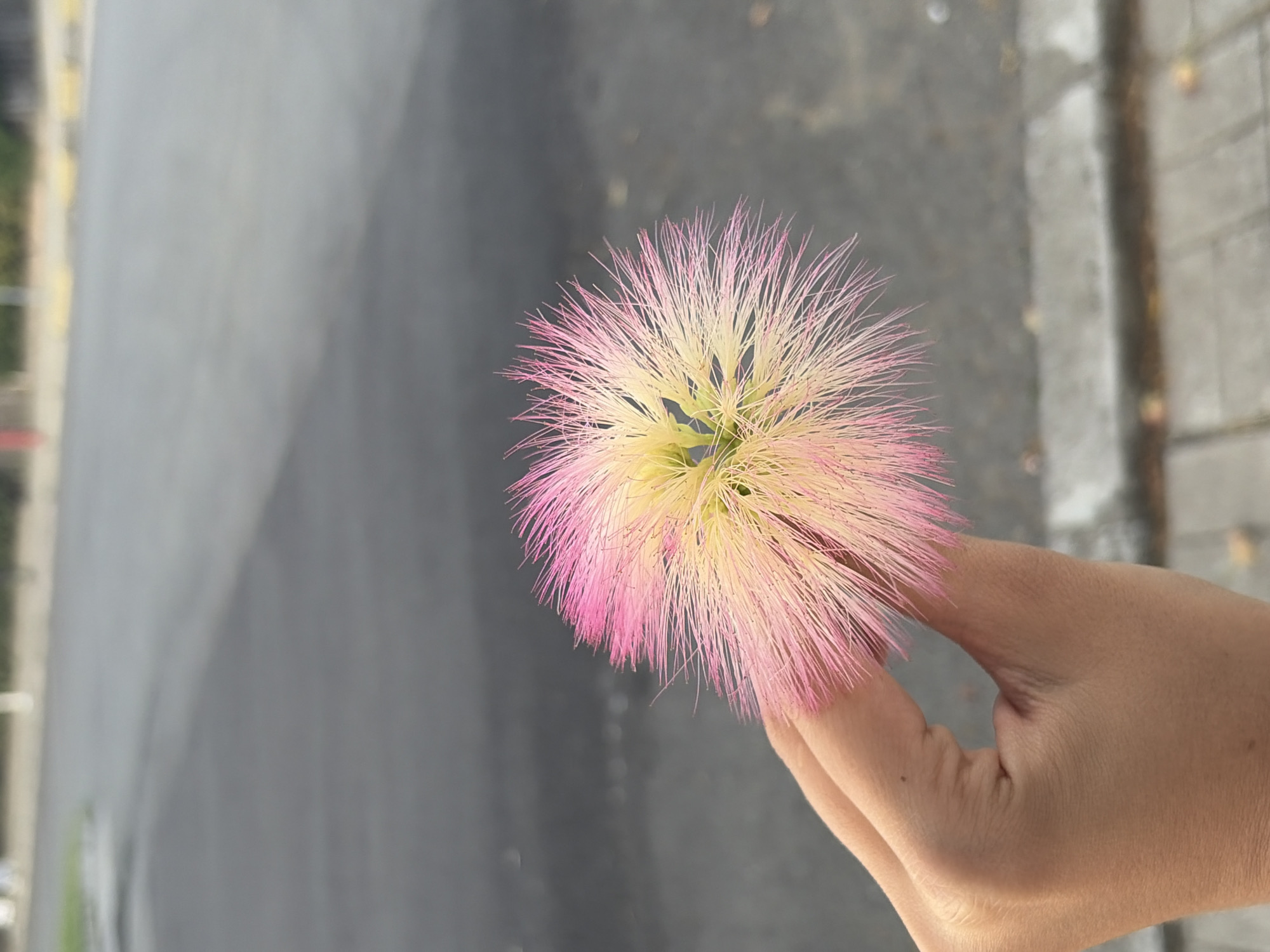 A close-up shot shows a person's hand holding a fluffy pink and yellow flower, possibly a Mimosa flower, against a blurred background of a street in Obzor, Bulgaria. The flower has delicate, hair-like petals radiating outwards. The hand is positioned in the lower left of the frame, with the thumb and forefinger gently grasping the stem of the flower. The background depicts a grey asphalt road with a concrete sidewalk and some faint foliage and streetlights. The lighting suggests it might be daytime.