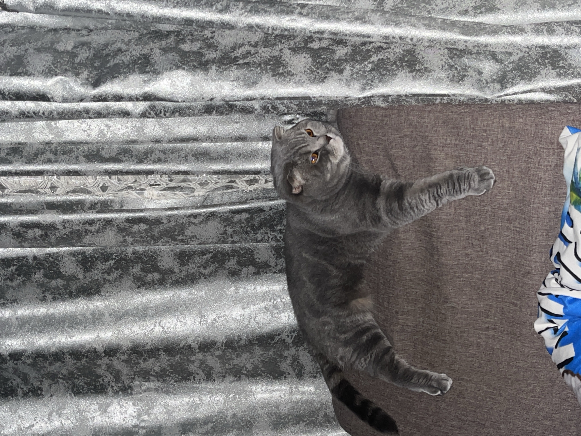 A gray British Shorthair cat lies on a brown couch in an indoor setting. The cat's head is tilted upwards and its body is angled diagonally across the couch. Its right paw is extended. A silver and gray patterned fabric is visible to the left of the couch. A blue and white patterned object is located on the right side of the couch. The exact location in the city of Chaikovsky, Russia is not discernible from the image.