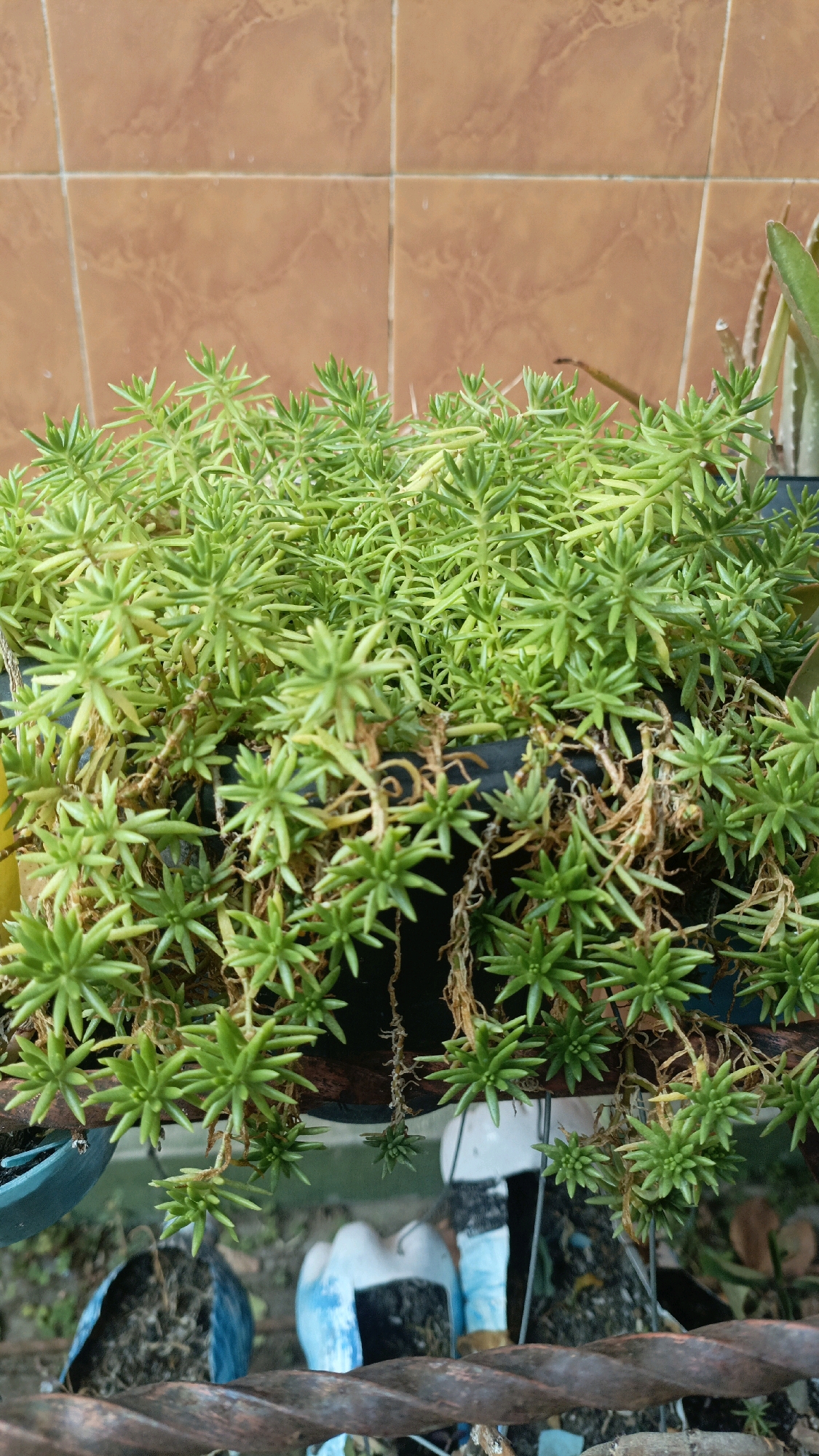 The image shows a potted plant with dense, needle-like green foliage cascading over the edge of a dark pot. The plant is positioned in front of a wall tiled with square, reddish-brown tiles. The scene appears to be outdoors, with other plants, possibly including an aloe vera, visible in the background. In the lower part of the image, there are various objects including plastic bottles and a rusted metal railing or wire. This scene is likely located in Salatiga, Indonesia, given the context of other images from the same source. The overall impression is of a garden or outdoor space.