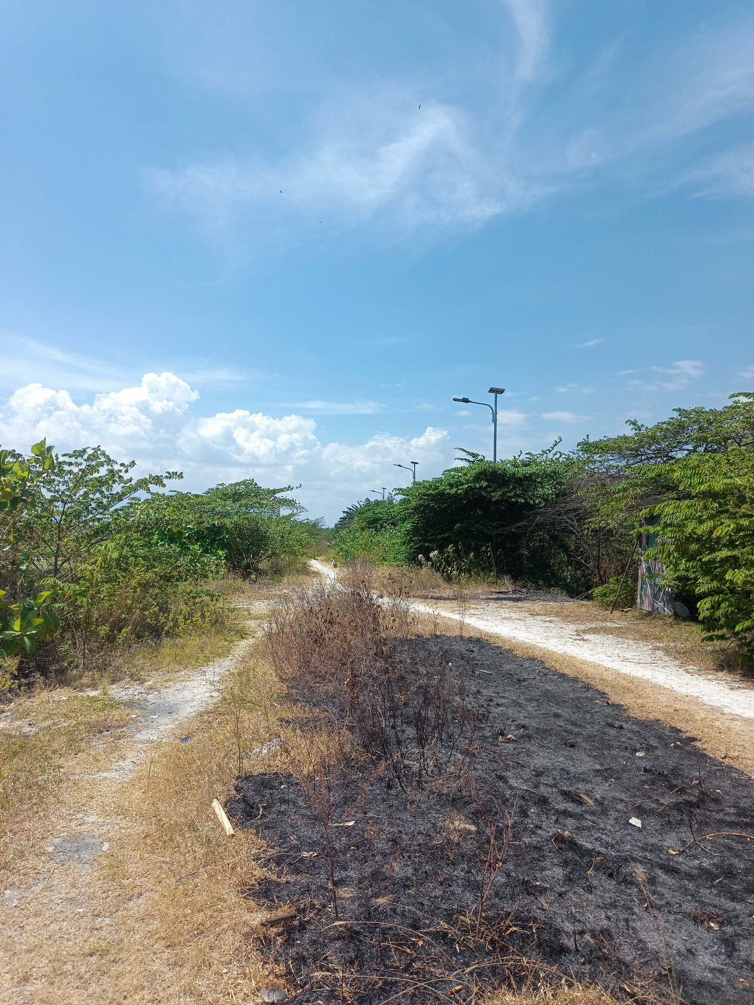 The image depicts an outdoor scene with a clear blue sky featuring scattered white clouds. In the foreground, a dirt path runs from the bottom right towards the top left of the frame. The path is flanked by dry, brown vegetation on the left and a patch of burnt ground on the right. Beyond the path, lush green trees line the sides, creating a verdant backdrop. Several streetlights with solar panels are visible in the distance, suggesting a road or pathway in a semi-rural or developing area. There are no people visible in the image. The environment appears to be sunny and open.