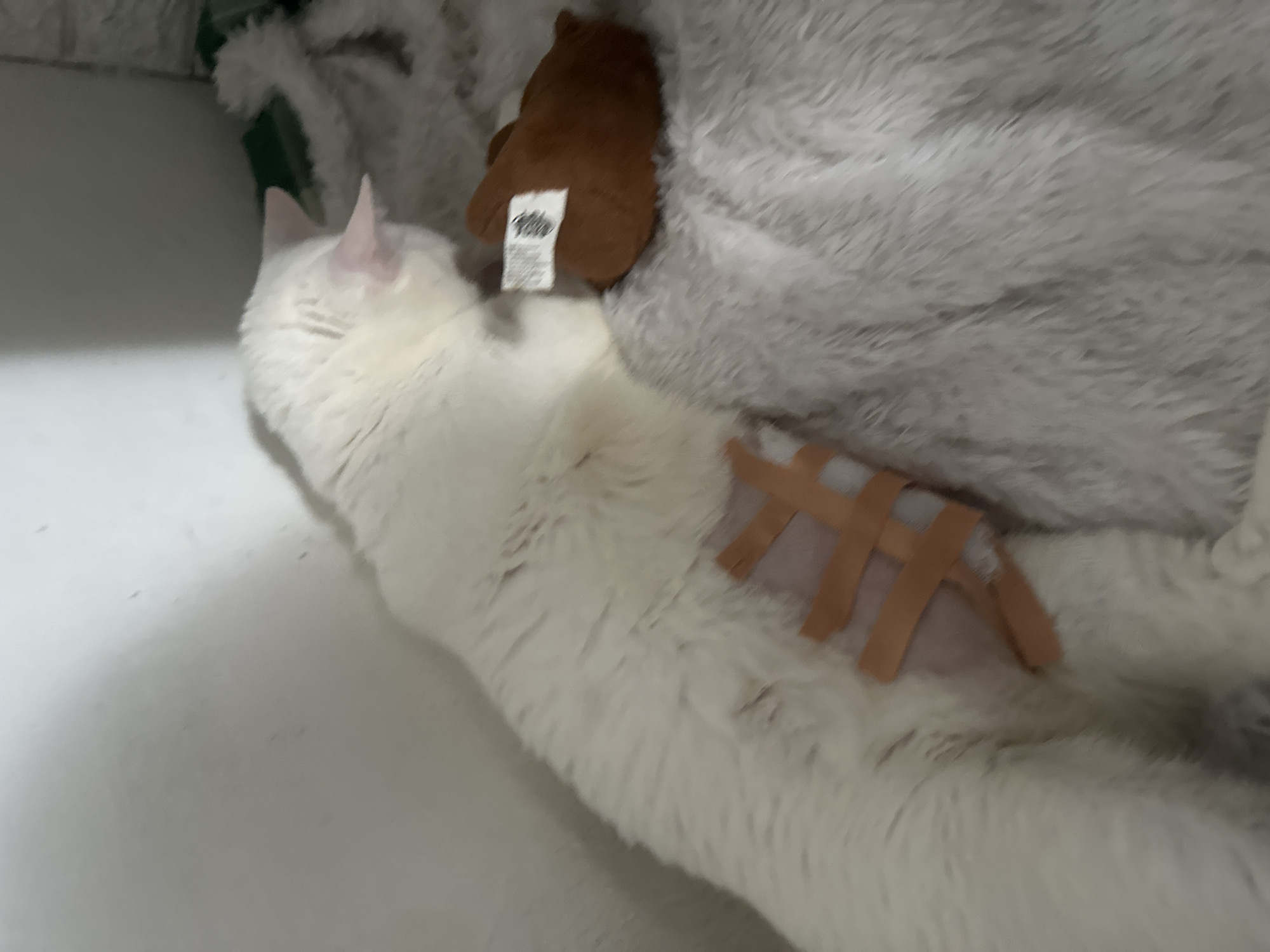 The image shows a white cat lying on a fuzzy, white blanket. The cat has tan-colored medical bandages on its torso. A small, brown stuffed bear with a white tag is nearby. The location is not discernible from the image and cannot be pinpointed to North Jakarta, Indonesia, or any specific city.