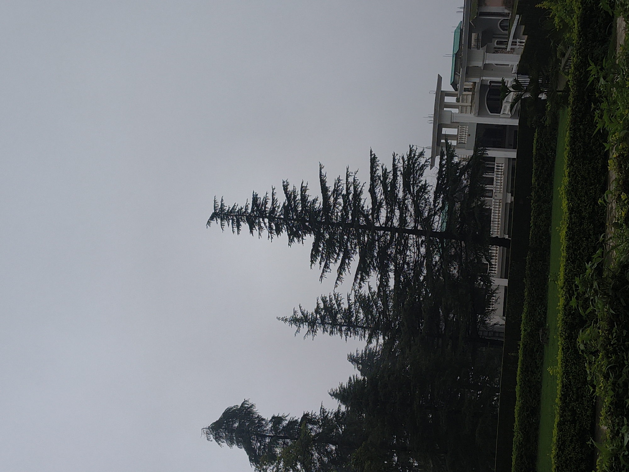 A vertical, medium shot captures a cloudy day in Khaniara, India, showcasing a large, multi-story building with white pillars and balconies situated behind a row of lush green hedges and manicured lawns. Several tall, dark green coniferous trees stand in the foreground, silhouetted against the pale gray sky. The building appears to be a residence or a hotel, with multiple levels and architectural details such as arched windows and decorative railings. The landscape is well-maintained, suggesting a park or a garden setting. The overall atmosphere is serene and subdued, possibly due to the overcast weather.