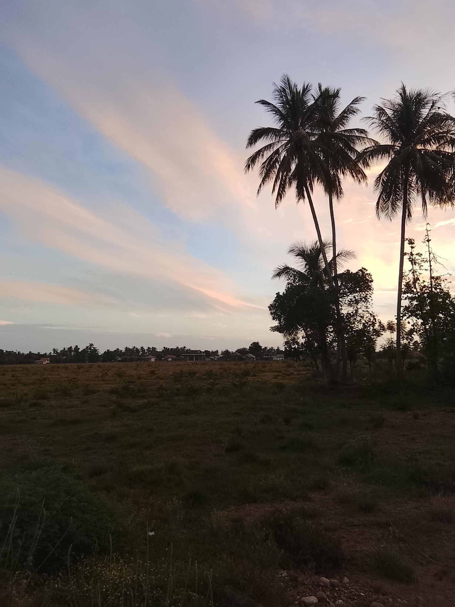 This is a photograph taken in the city of Dayah Kruet, Indonesia, depicting a landscape at dusk. In the foreground, a dry, grassy field stretches towards a line of trees and vegetation. Silhouetted against the twilight sky are several palm trees, with their fronds reaching upwards. Beyond the trees, a few houses are visible, suggesting a rural or semi-rural settlement. The sky is a gradient of pale blue and soft pink, with wispy clouds streaking across it, indicating the sun has recently set or is about to rise. The overall impression is one of tranquility and natural beauty.
