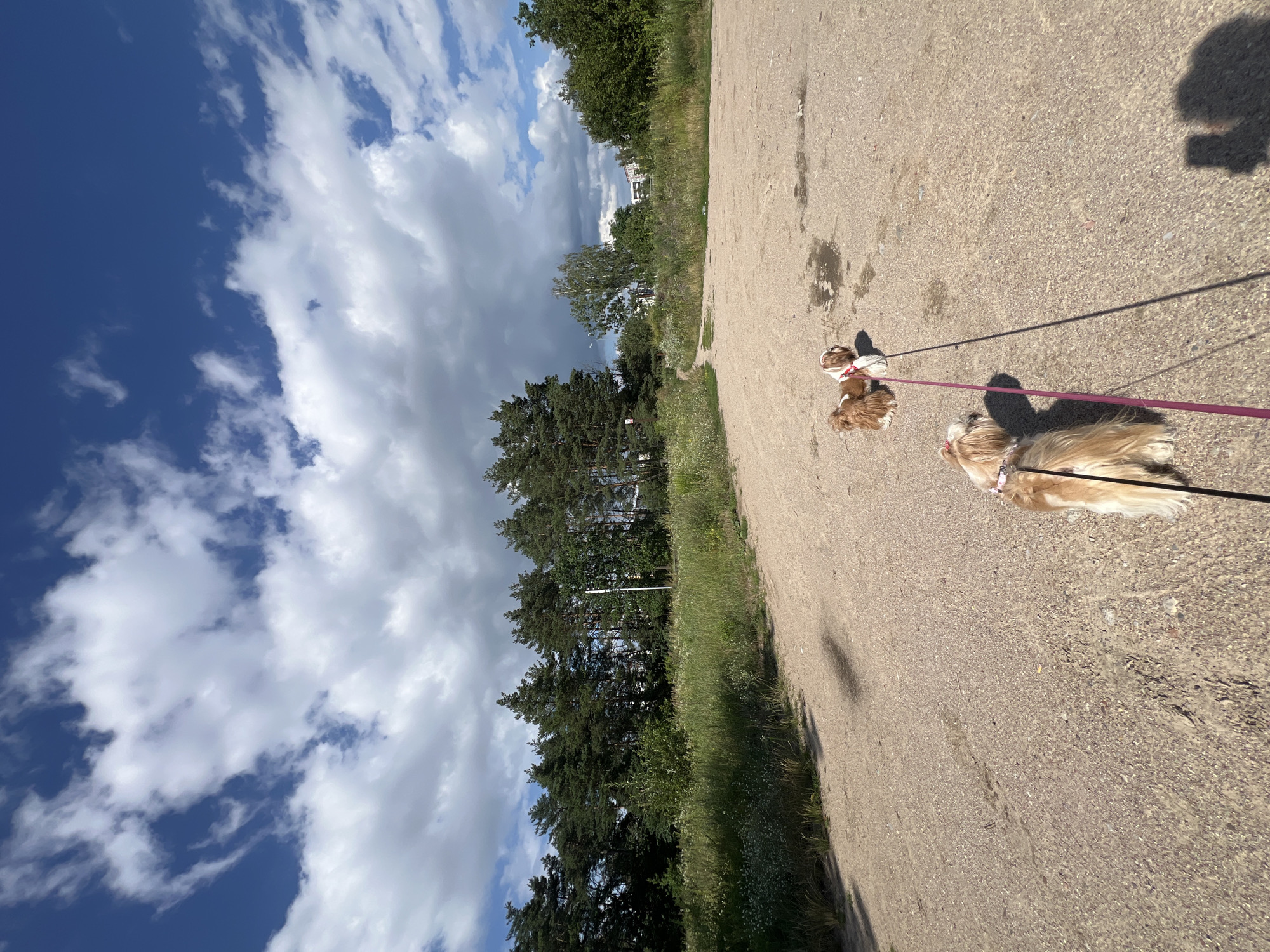 The image shows an outdoor scene with two Shih Tzu dogs on leashes walking on a dirt path. The path is surrounded by tall green grass and trees, with a clear blue sky with white clouds above. In the background, there are more trees and some buildings, suggesting an urban or suburban setting. The dogs are in the foreground, and their leashes extend to the photographer, who is not visible in the frame. The overall impression is of a leisurely walk in a park or natural area. The context provided indicates this location is in Kleosin, Poland.