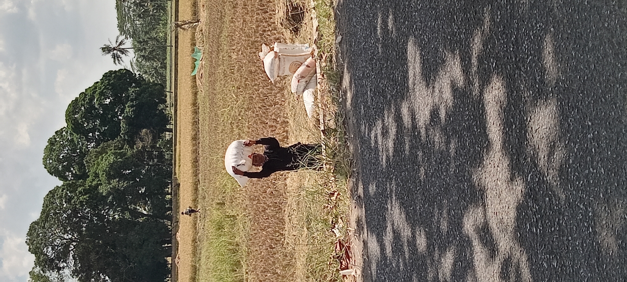 In Karangpawitan, Indonesia, a person is seen carrying a large, white sack of grain on their head in a harvested field. The field is dry and golden, with rows of stubble from the harvested crop. In the background, a person is walking further into the field, and a grove of trees with lush green foliage stands tall. To the right, several more sacks of grain are stacked, some appearing to be made of woven material and others of a lighter, possibly plastic, material. The scene is bathed in bright sunlight, casting distinct shadows on the paved road in the foreground, which is dotted with dry leaves and grass along its edge.