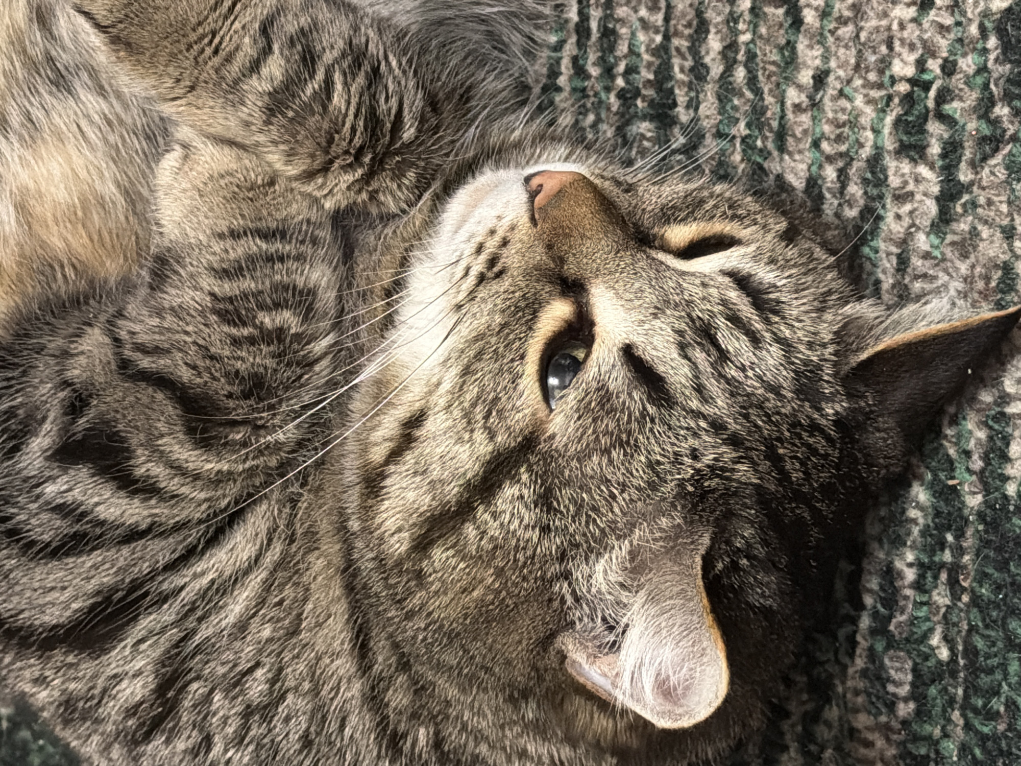 A tabby cat lies on its back on a textured, multicolored rug. The cat's head is tilted, with one eye open and its whiskers visible. The rug appears to be composed of interwoven strands in varying shades of gray and green. The image is well-lit, with natural light highlighting the cat's fur. There is no indication of Izhevsk, Russia, or any people in the image.