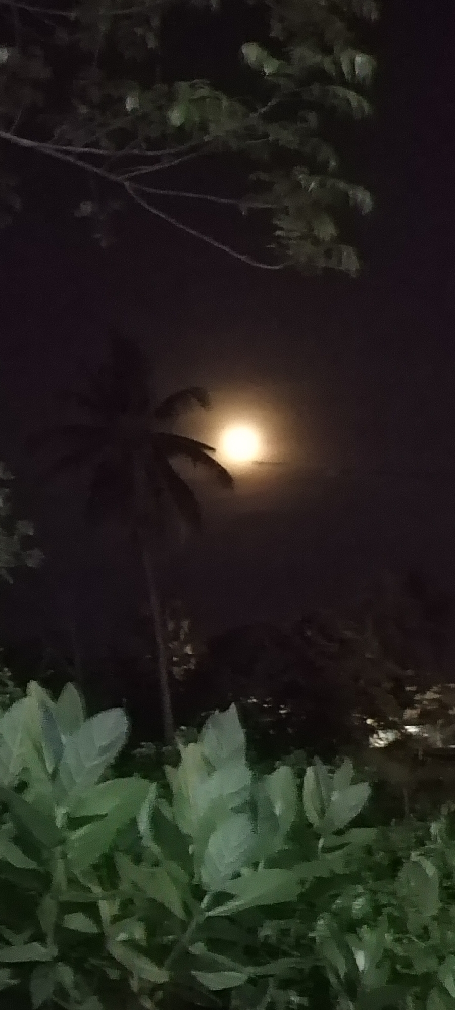 A night scene reveals a full moon glowing through a cloudy sky in Lhokseumawe, Indonesia. A tall coconut tree, silhouetted against the bright lunar light, stands amidst other vegetation. In the foreground, leafy plants are clearly visible, their details illuminated by the moon's glow. Above the coconut tree and moon, some tree branches are present in the upper part of the frame. The background is dark, obscuring details of the surroundings.